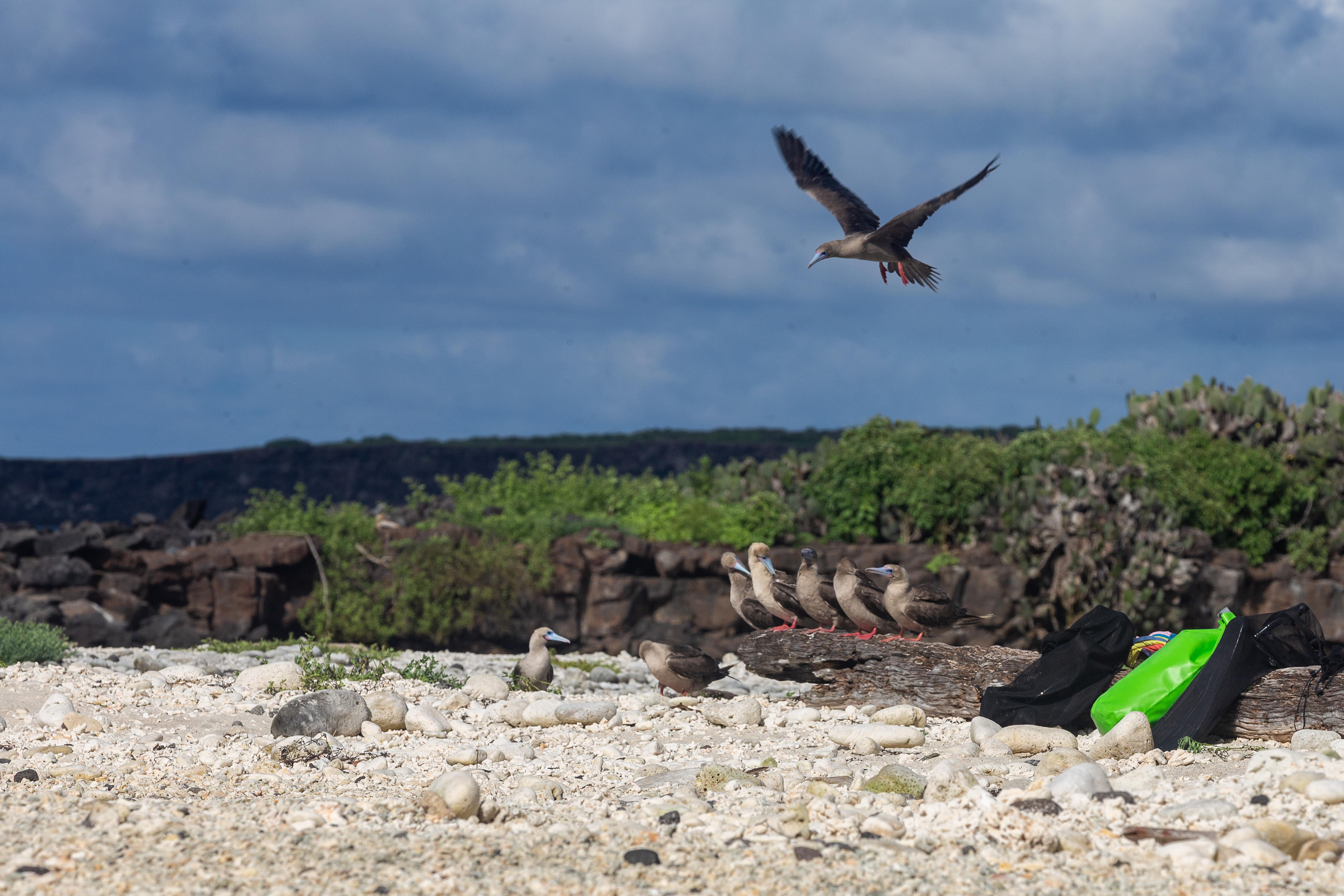 Row of boobies on a white coral beach with one bird flying overhead