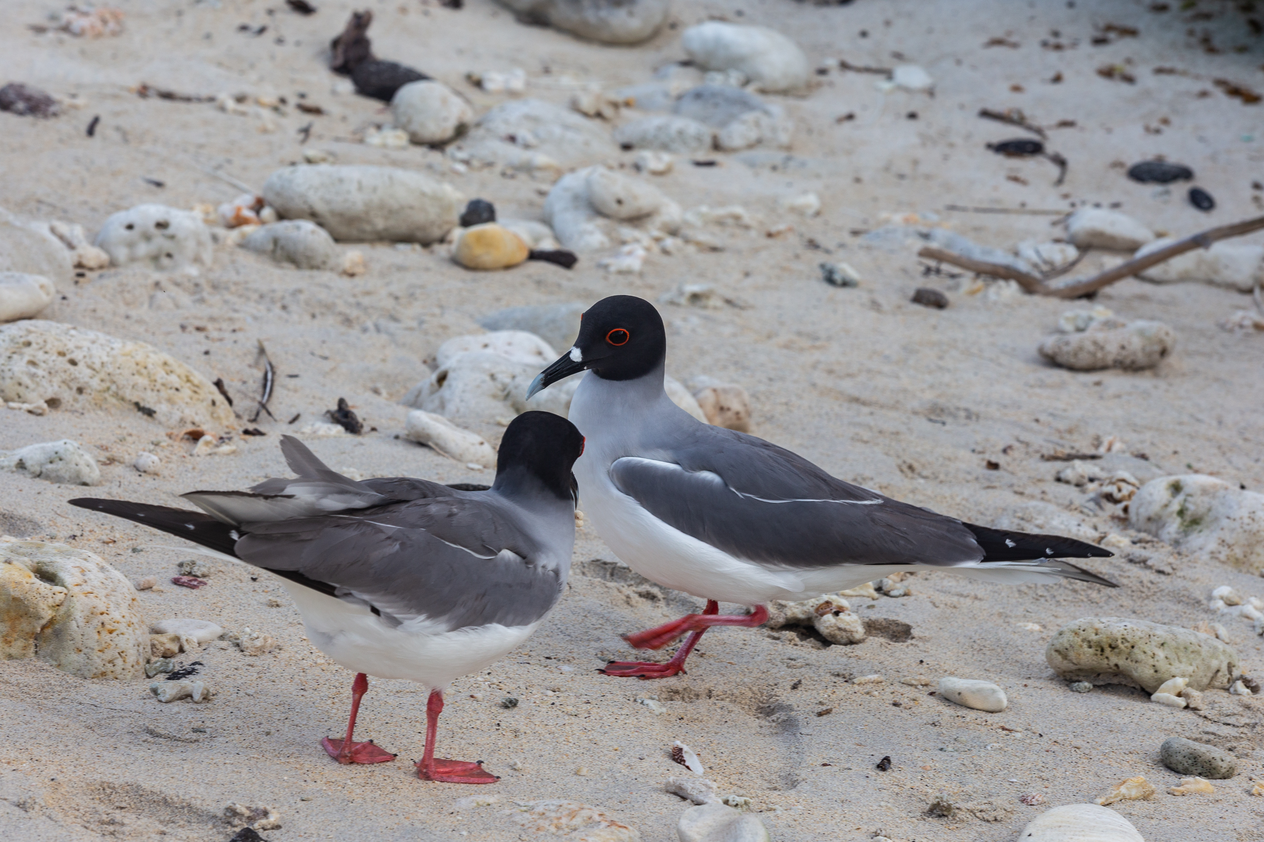 Two swallow-tailed gulls with red eye rings standing on a pebbly beach