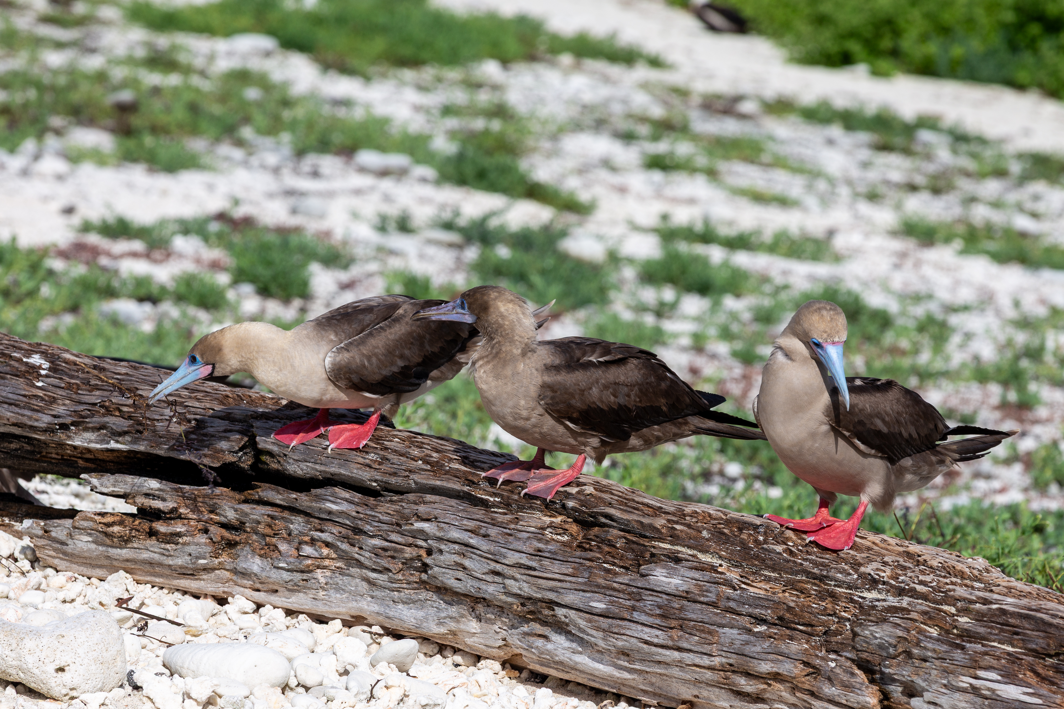 Three red-footed boobies along a log, one passing nesting material to another