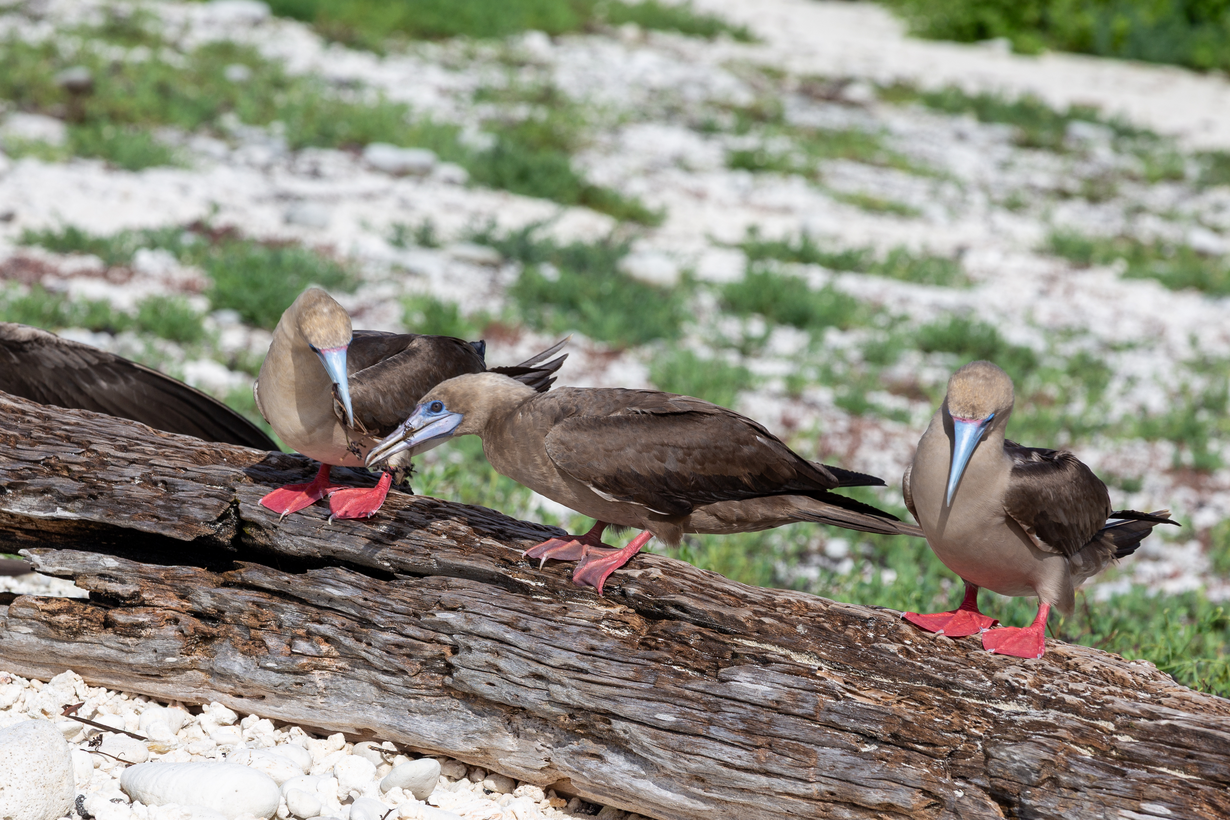 Red-footed boobies on a log, one holding a twig in its bill