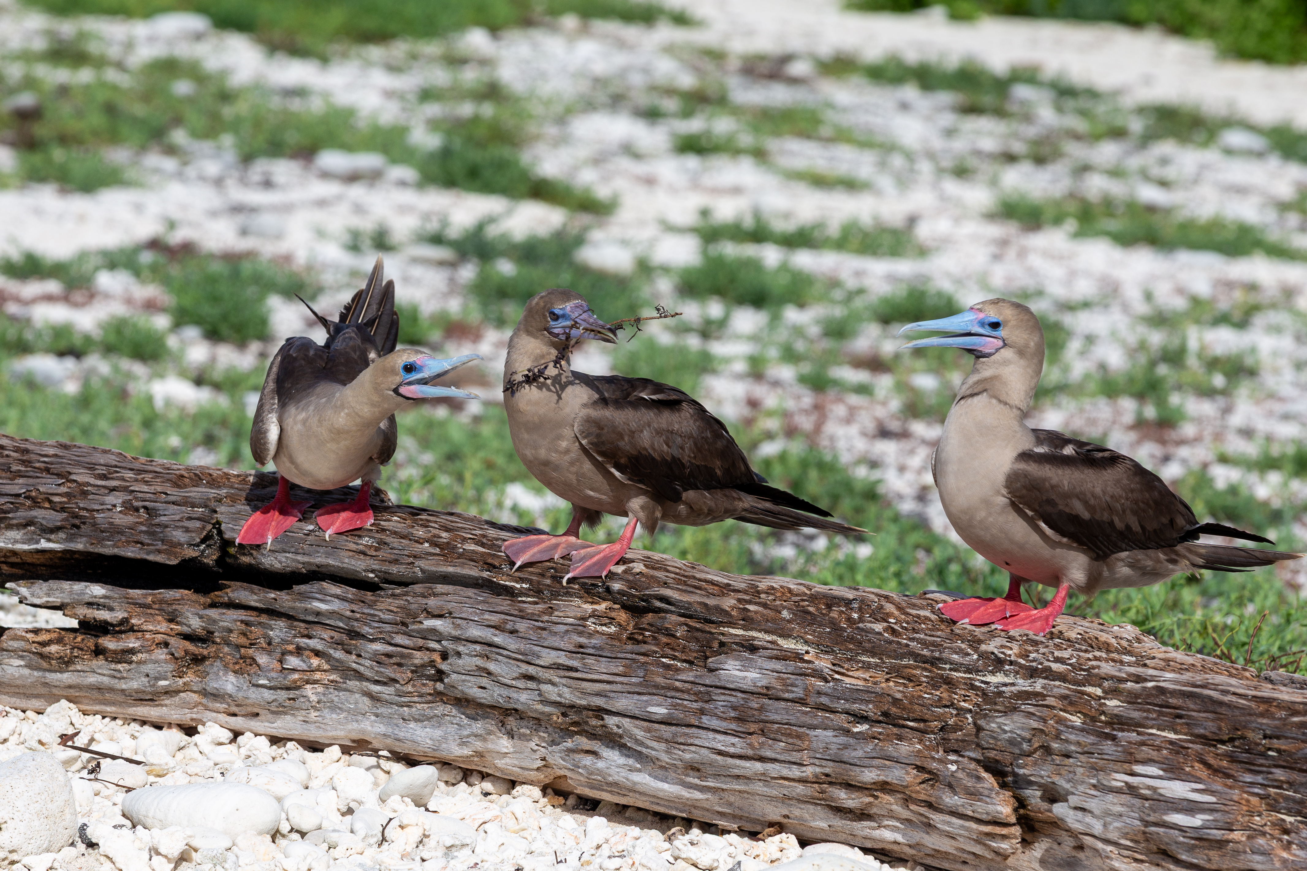 Three red-footed boobies on a log, one holding a stick in its bill