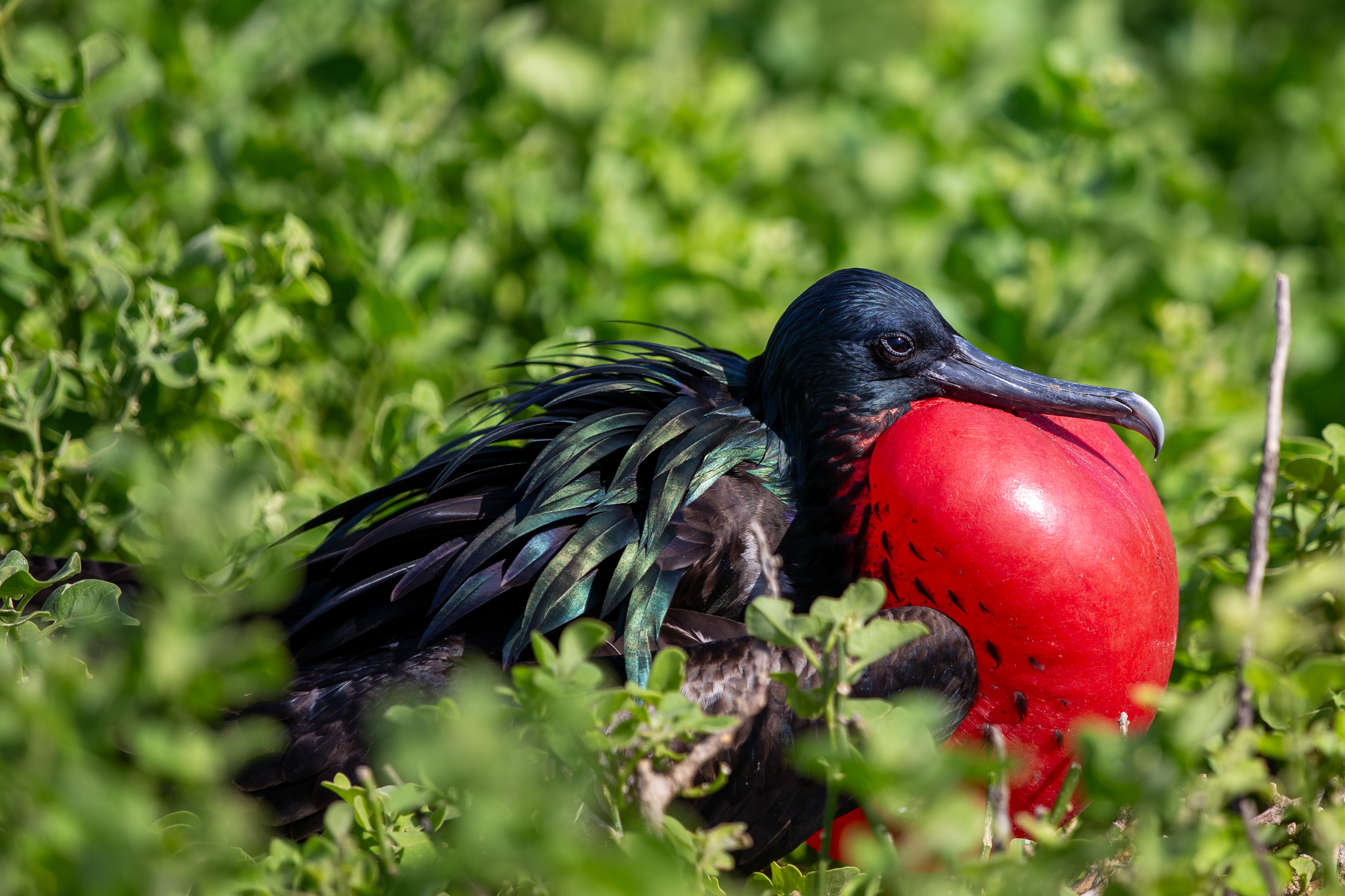 Male frigatebird with its bright red throat pouch inflated among green bushes