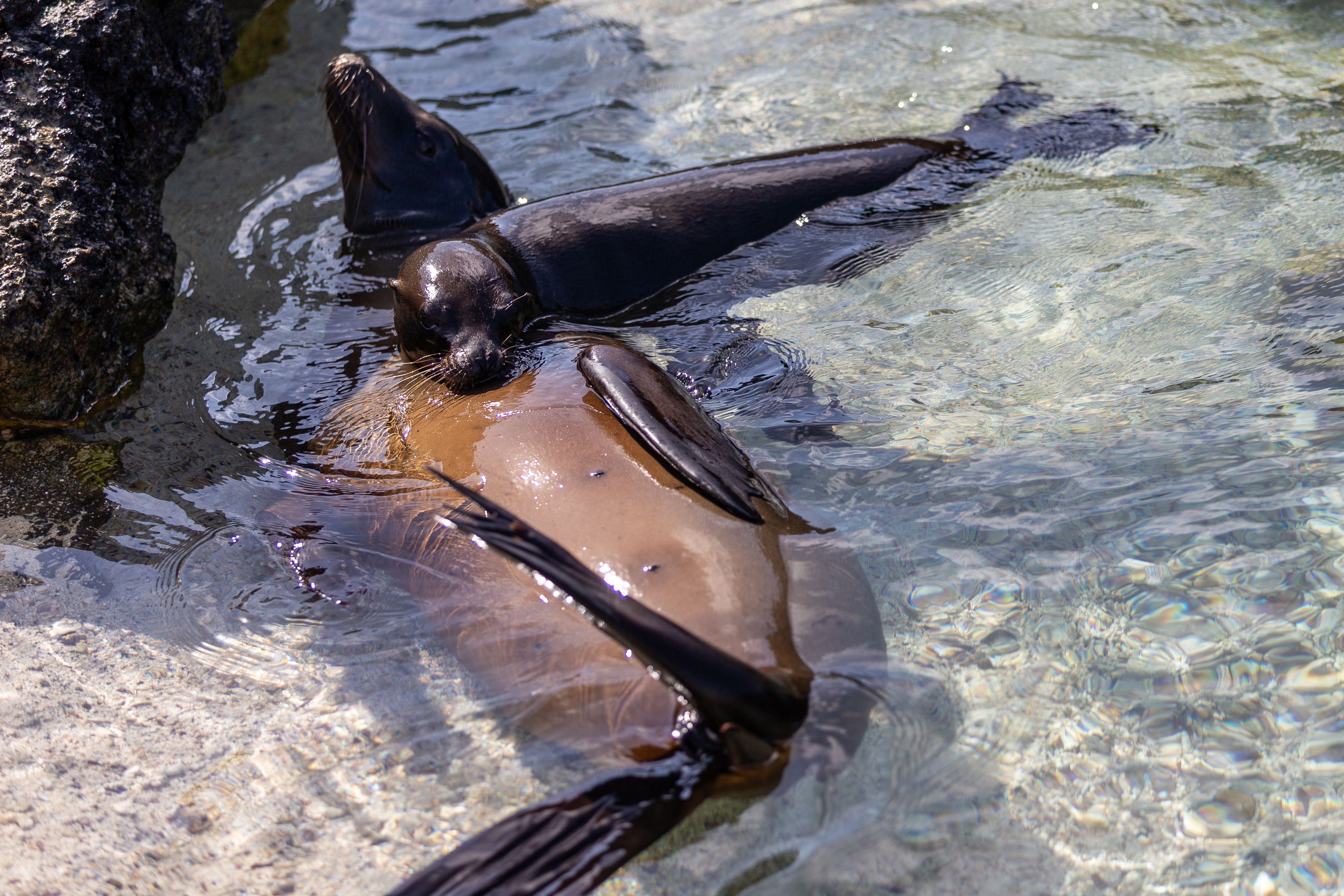 Sea lions playing together in shallow tide pool water