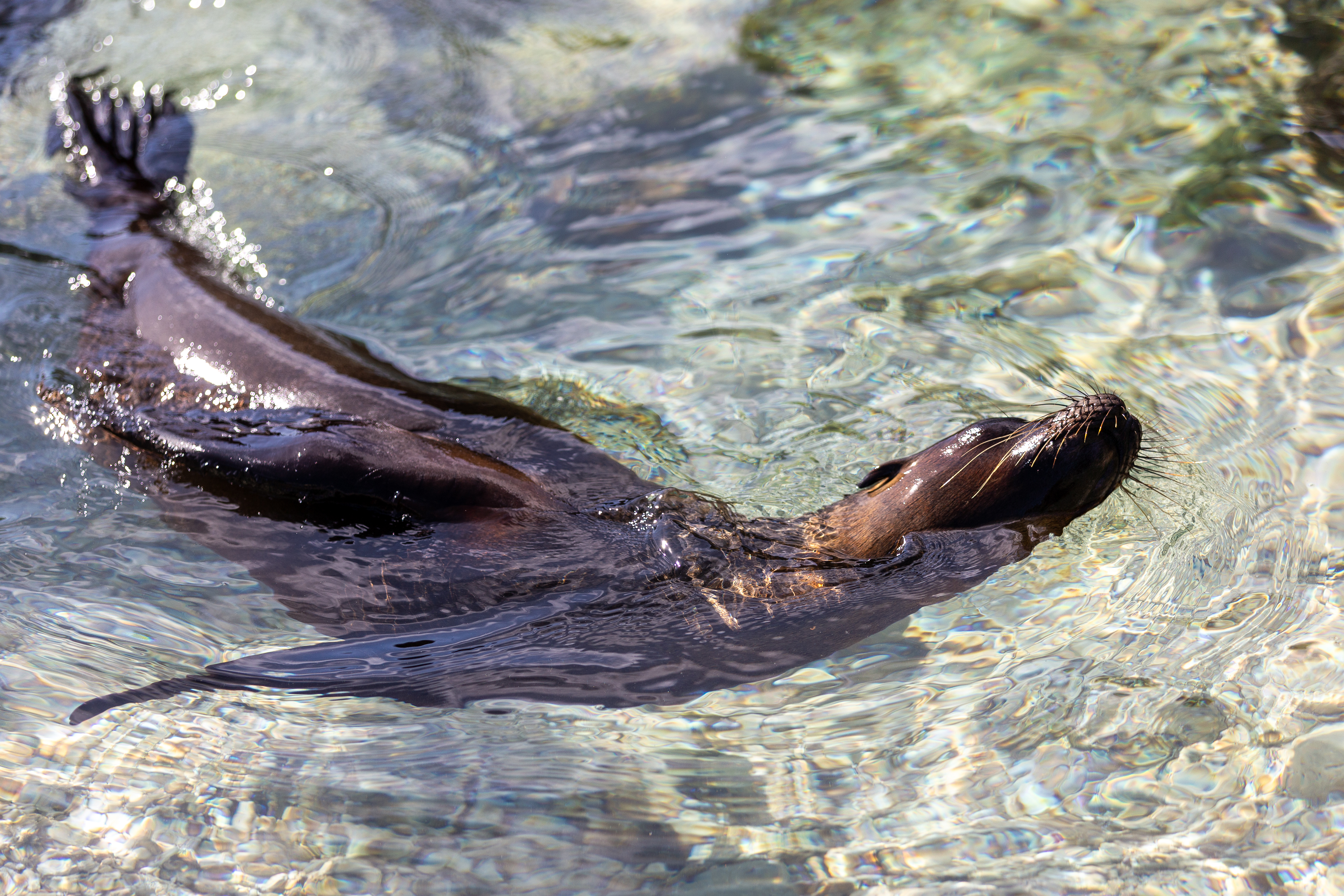 Sea lion swimming on its back in clear shallow water