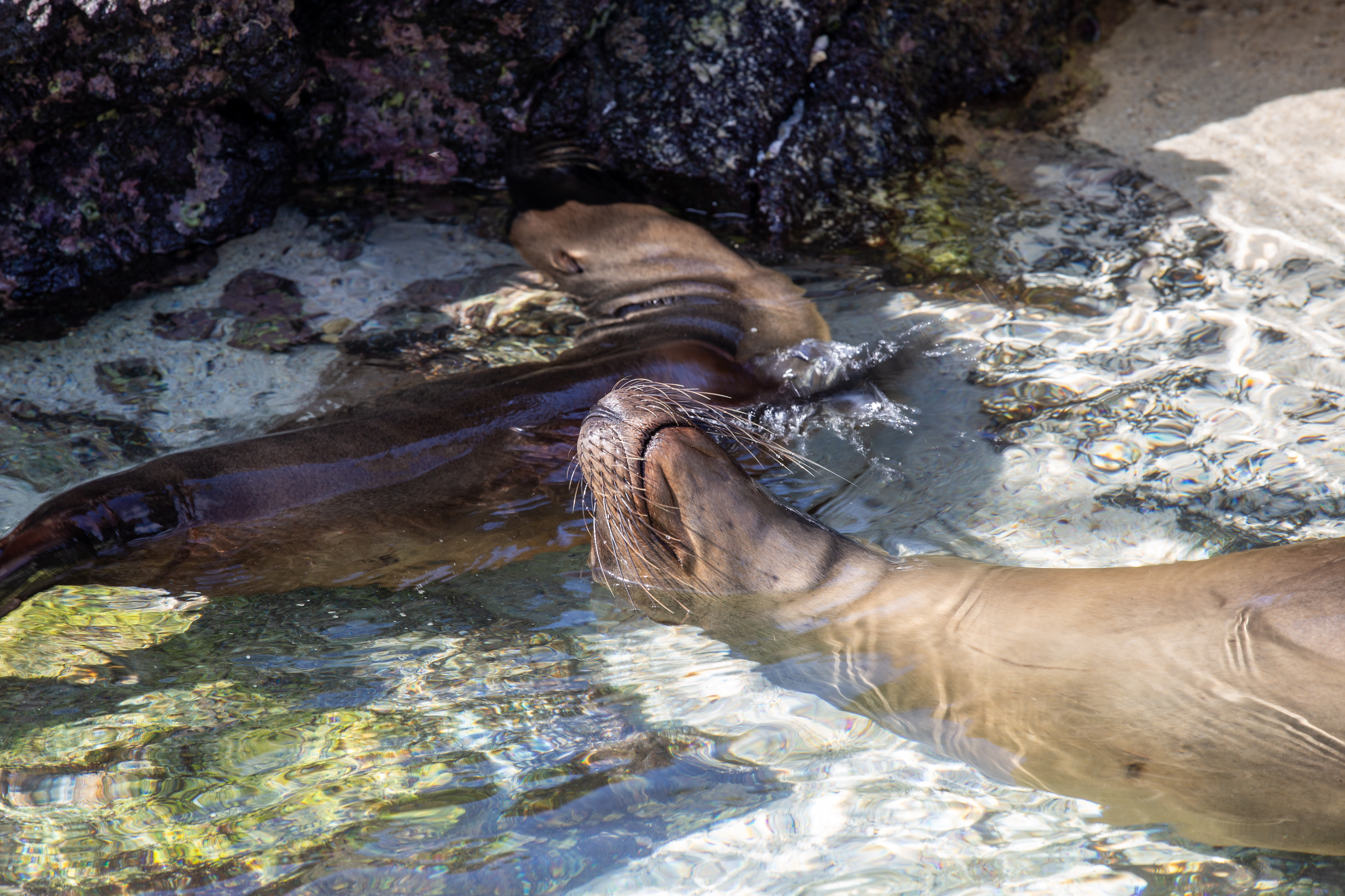 Sea lions resting close together in a shallow pool beside dark rocks