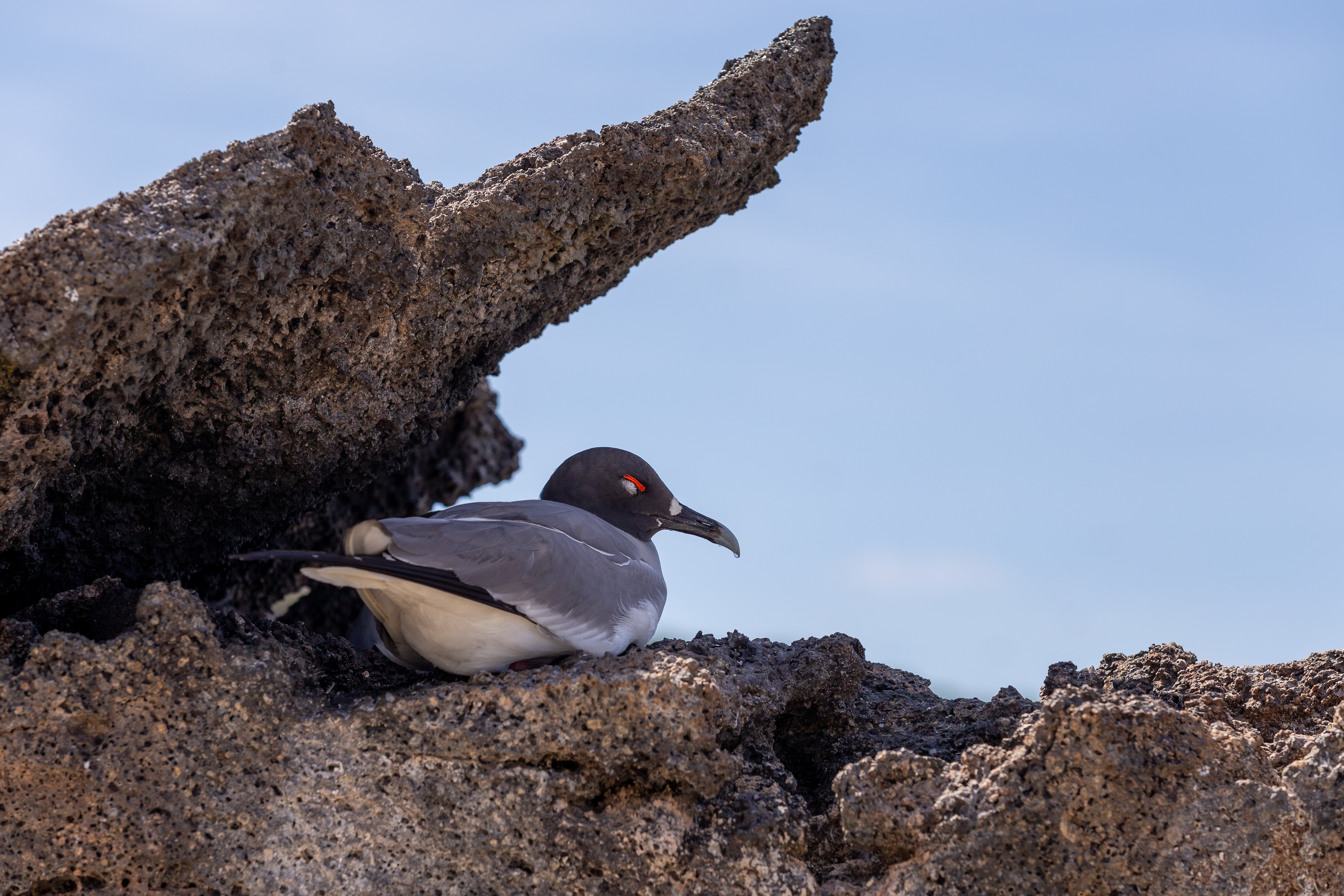 Gull with a dark head and red eye ring sitting in a nook of lava rock