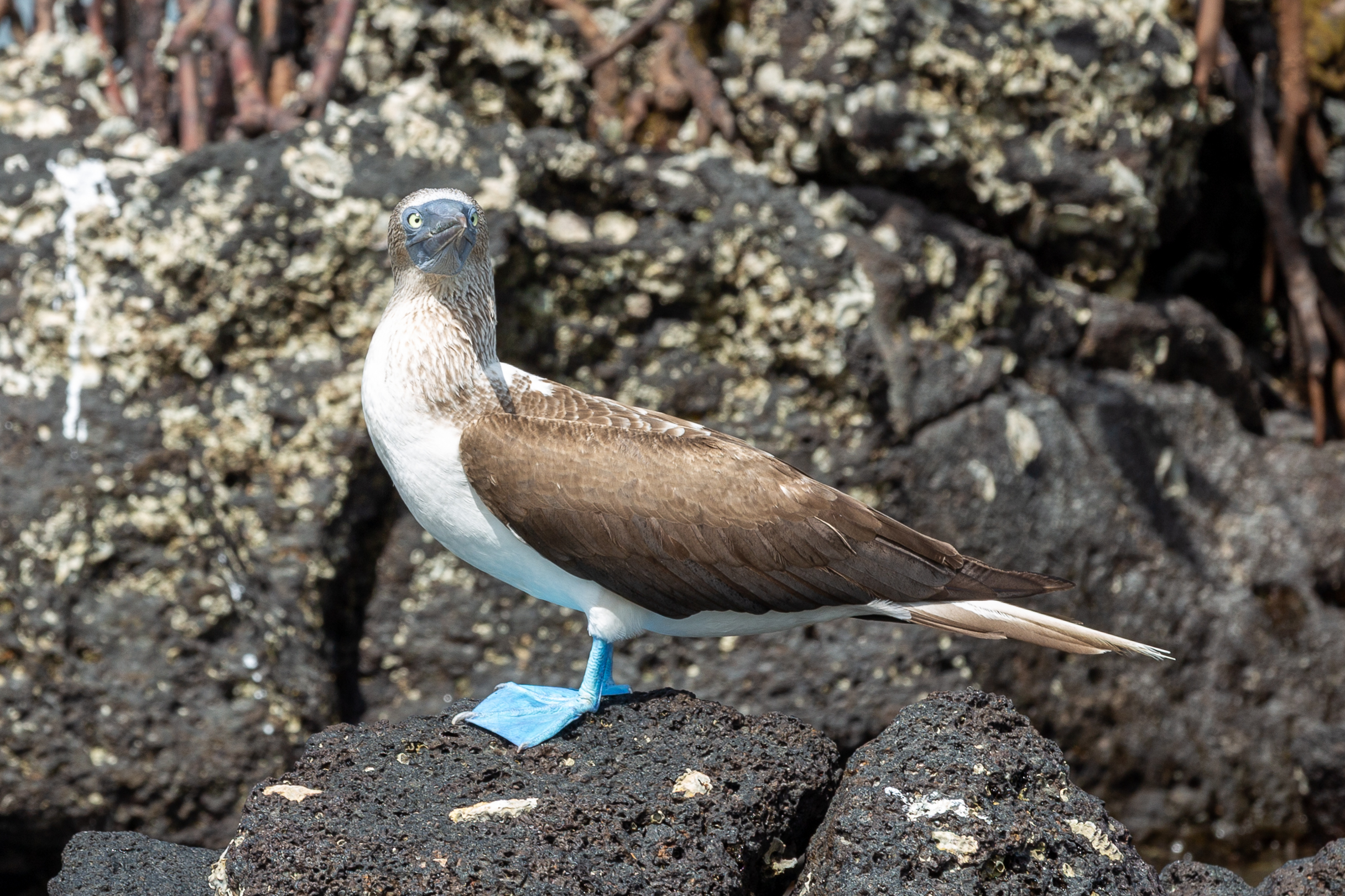 Blue-footed booby standing on dark rock with its bright blue feet showing