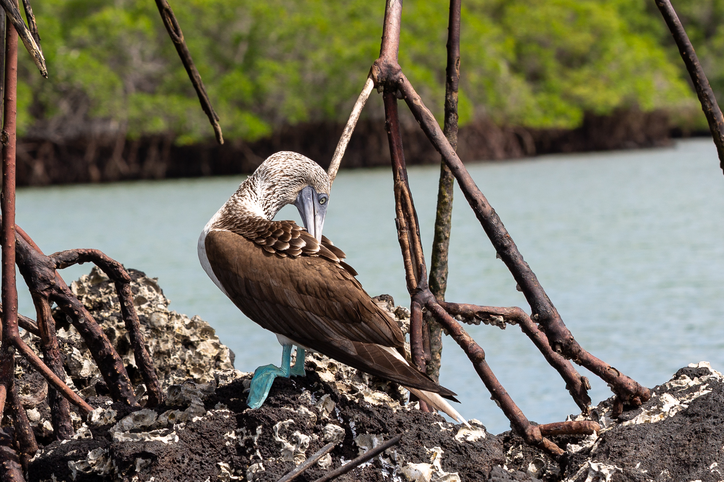 Blue-footed booby preening its feathers among mangrove roots