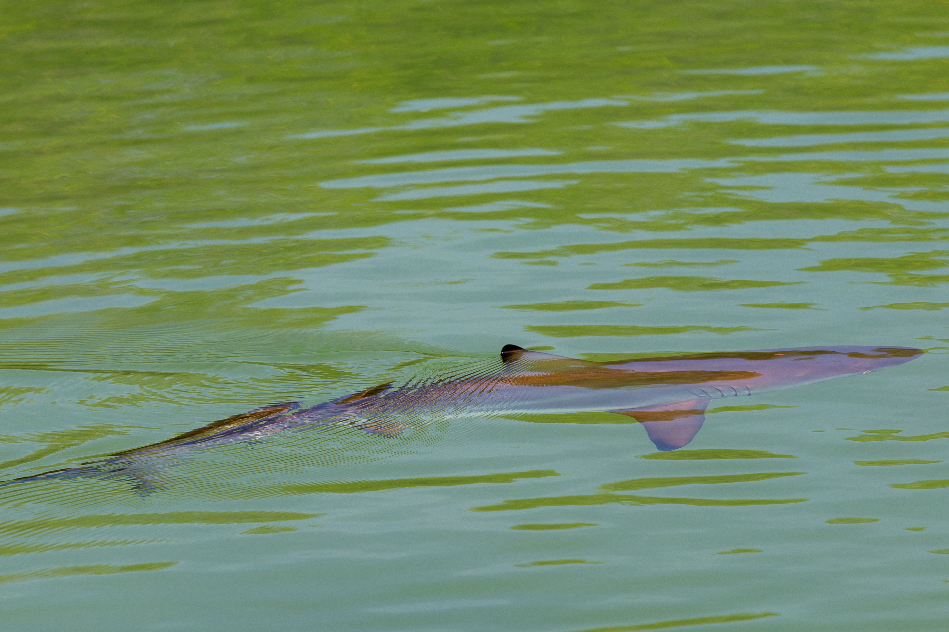 Shark swimming just below the surface of green water
