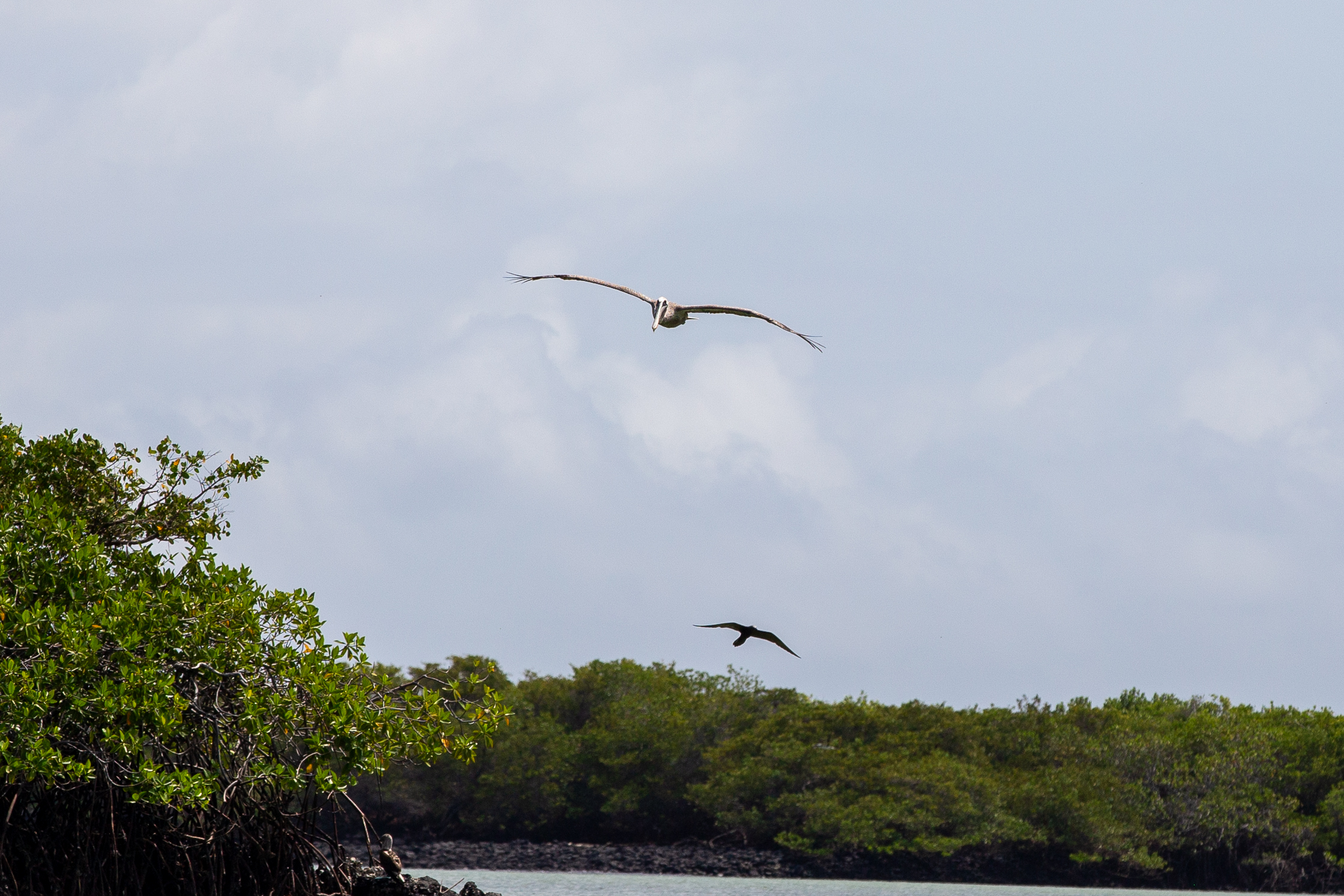Two birds flying over a mangrove shoreline under a hazy sky