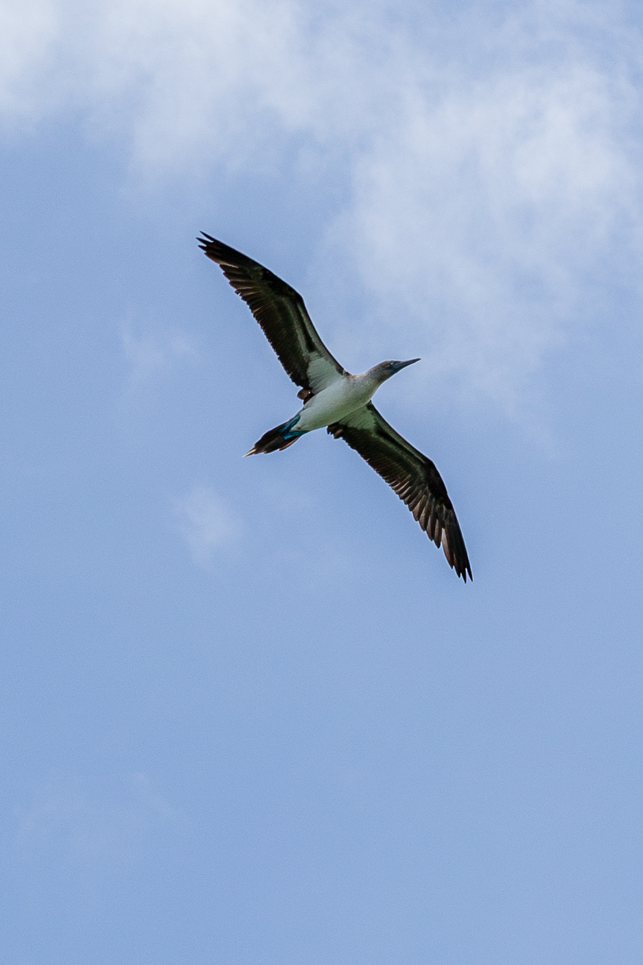 Blue-footed booby flying overhead against a blue sky