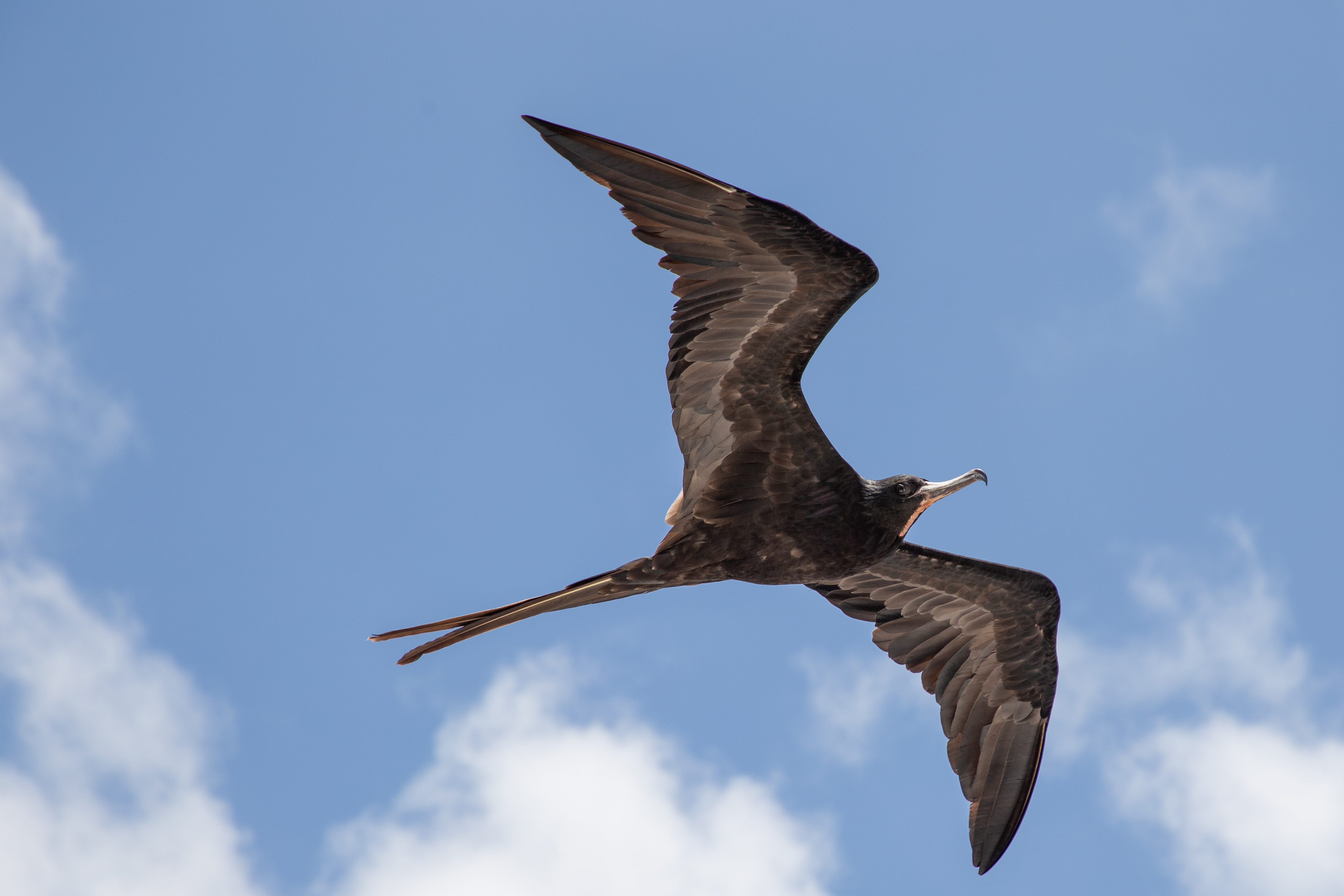 Frigatebird flying overhead with long wings and a forked tail against a blue sky