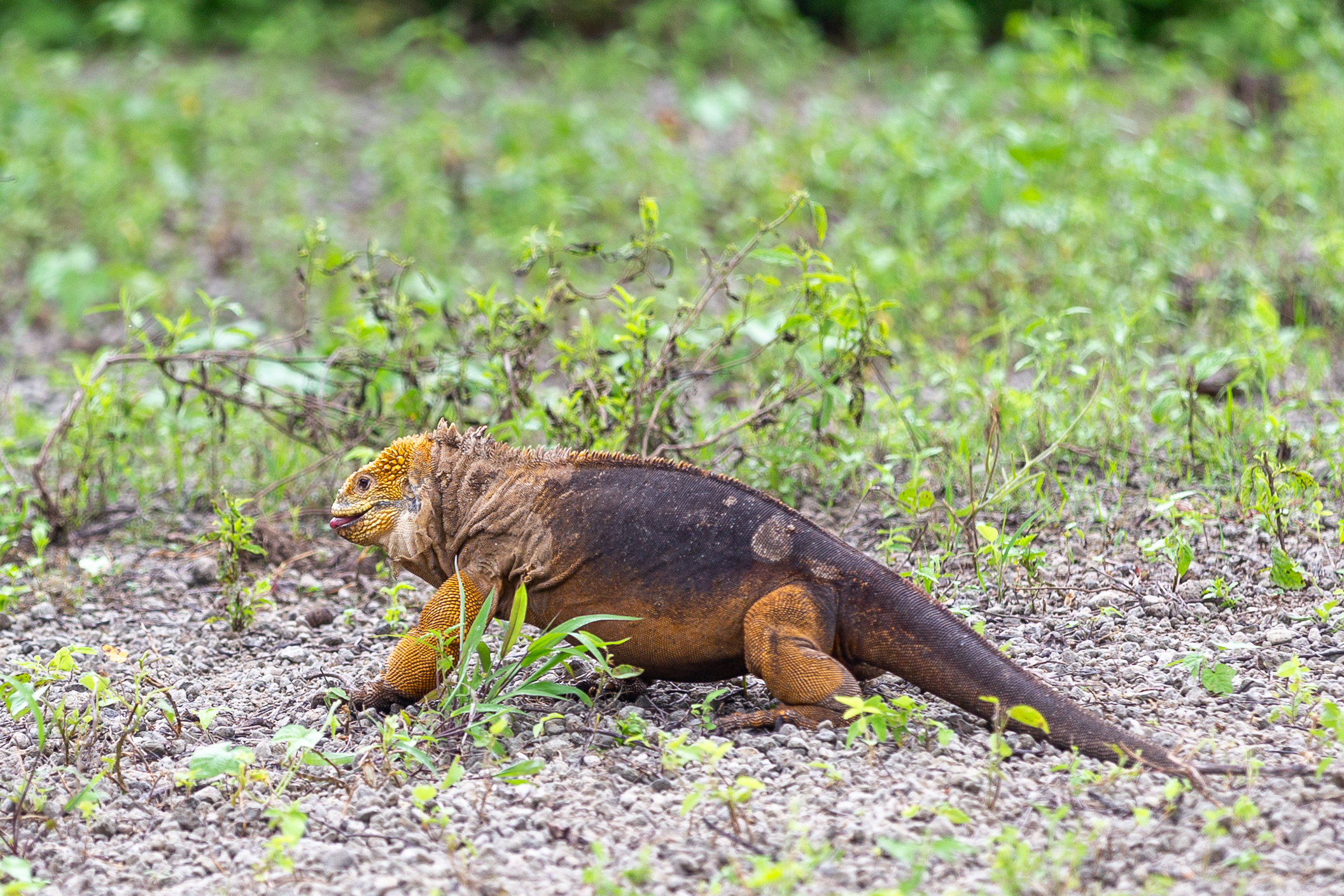 Yellow and brown land iguana walking through low green plants