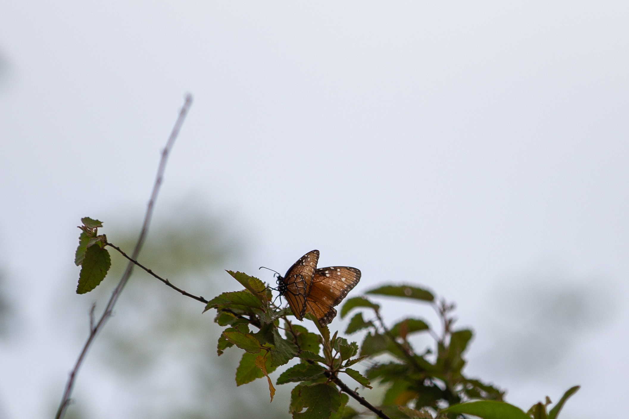 Orange butterfly with open wings on a leafy branch against a pale sky