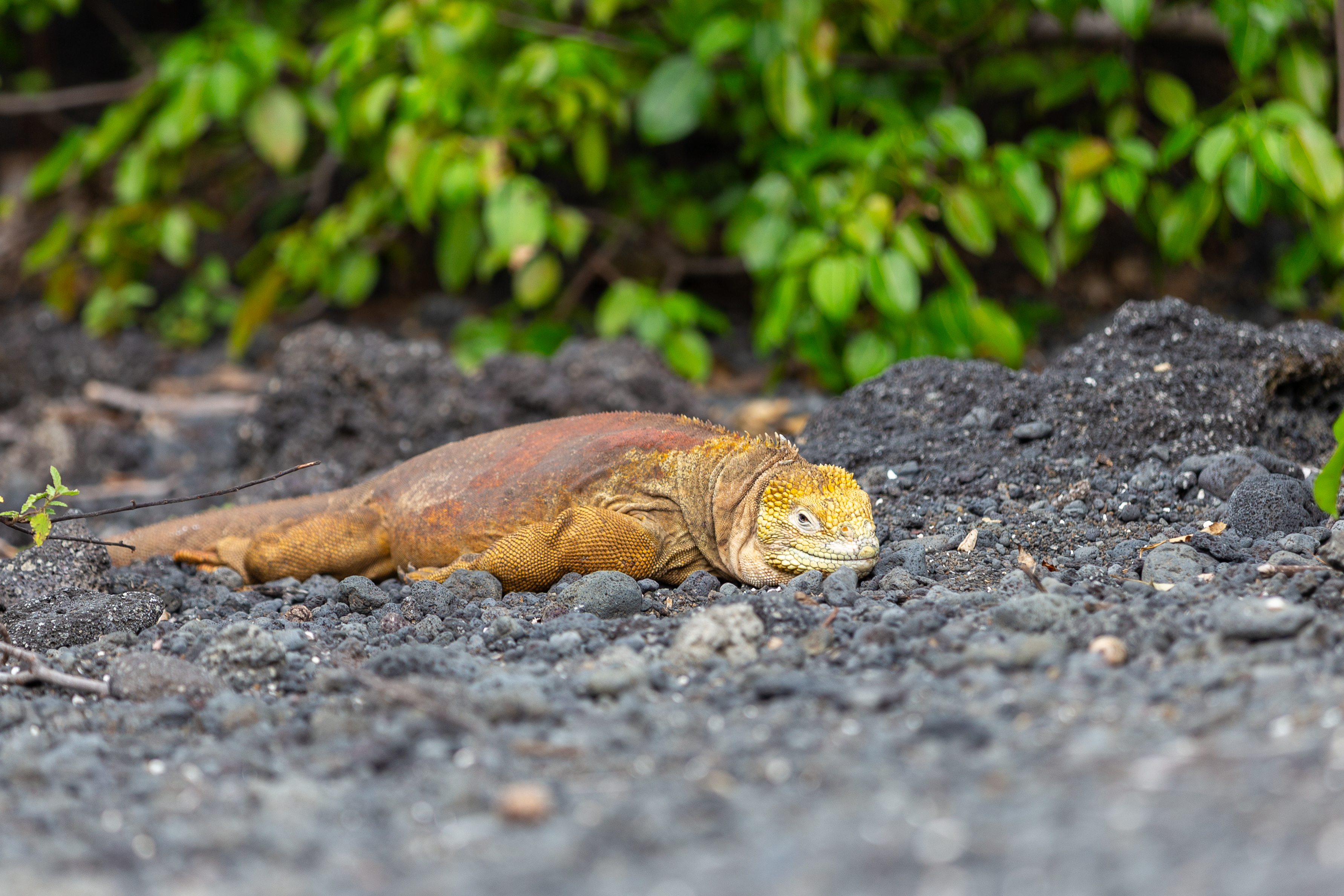 Orange and yellow land iguana lying on dark volcanic gravel