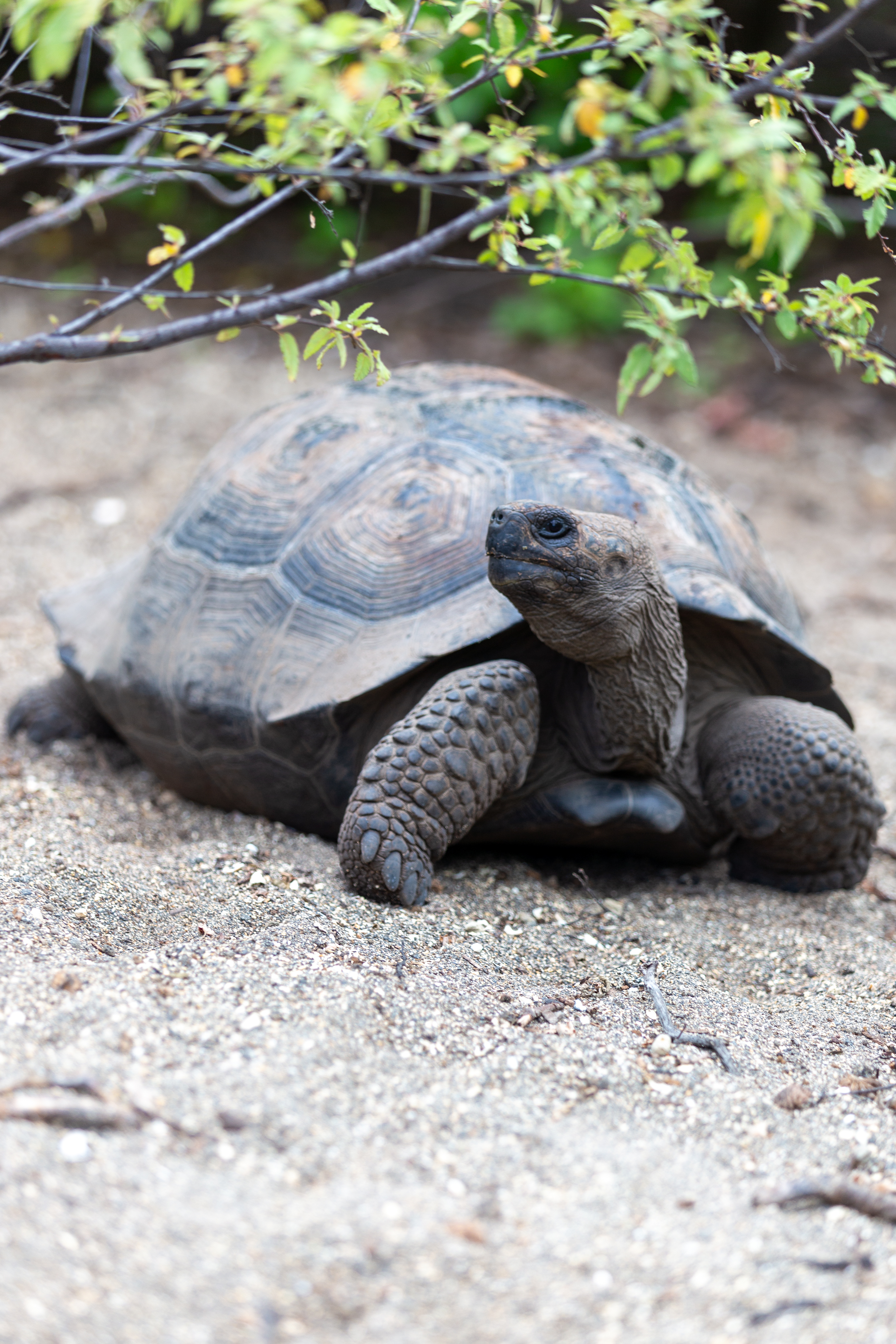 Young giant tortoise with its neck stretched out on pale sand under leafy branches