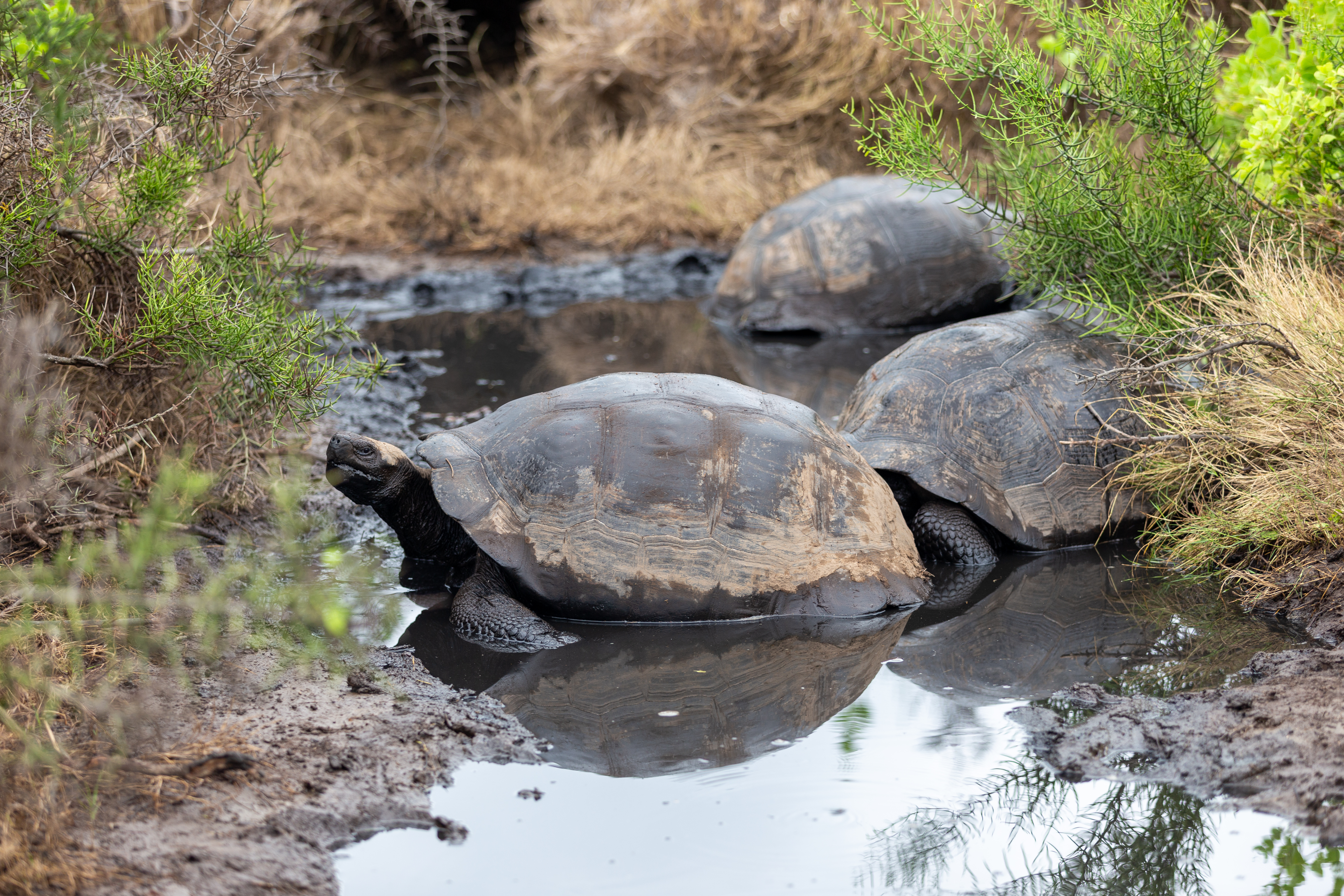 Three giant tortoises resting in a muddy pool