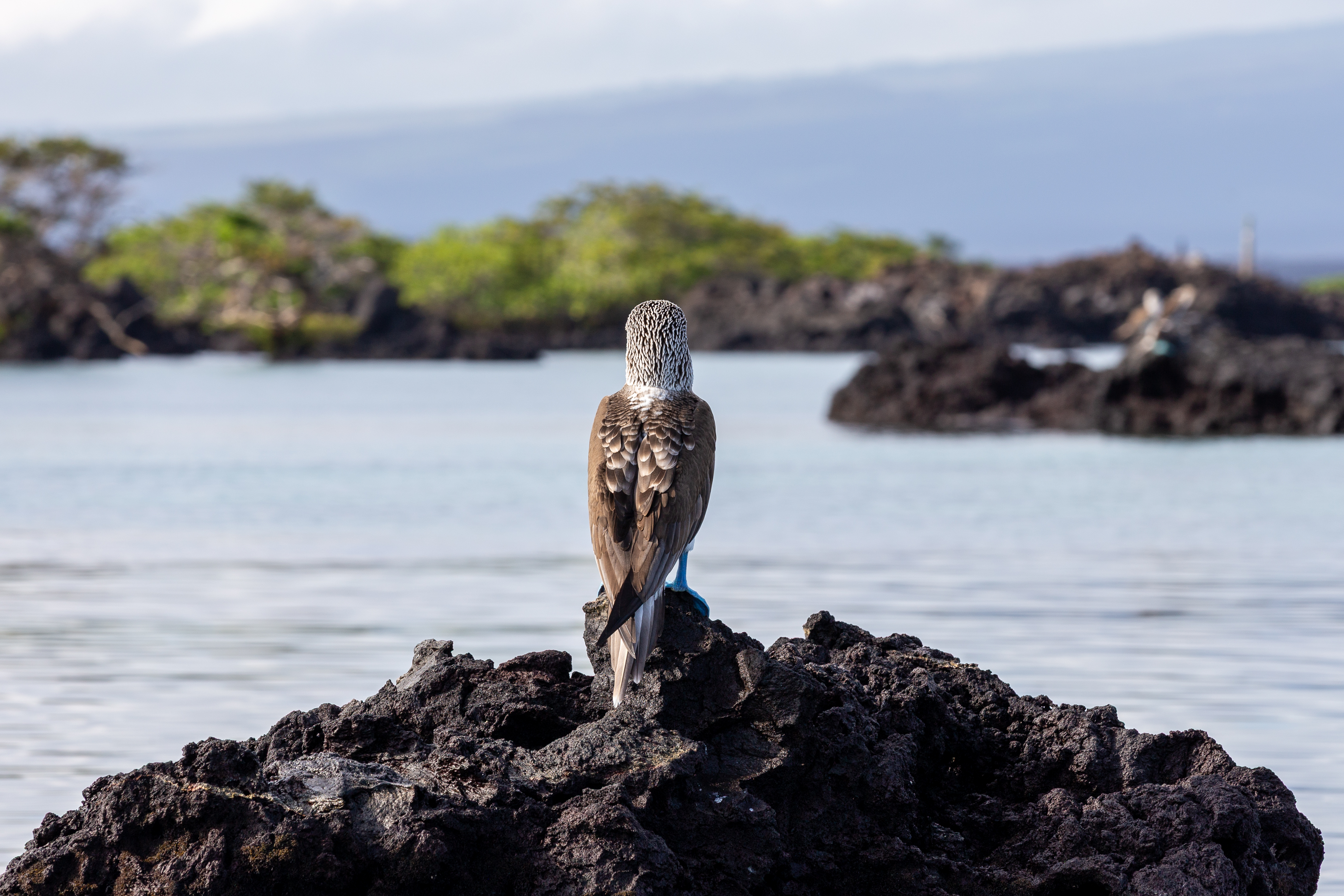 Blue-footed booby seen from behind on a lava rock looking out over calm water