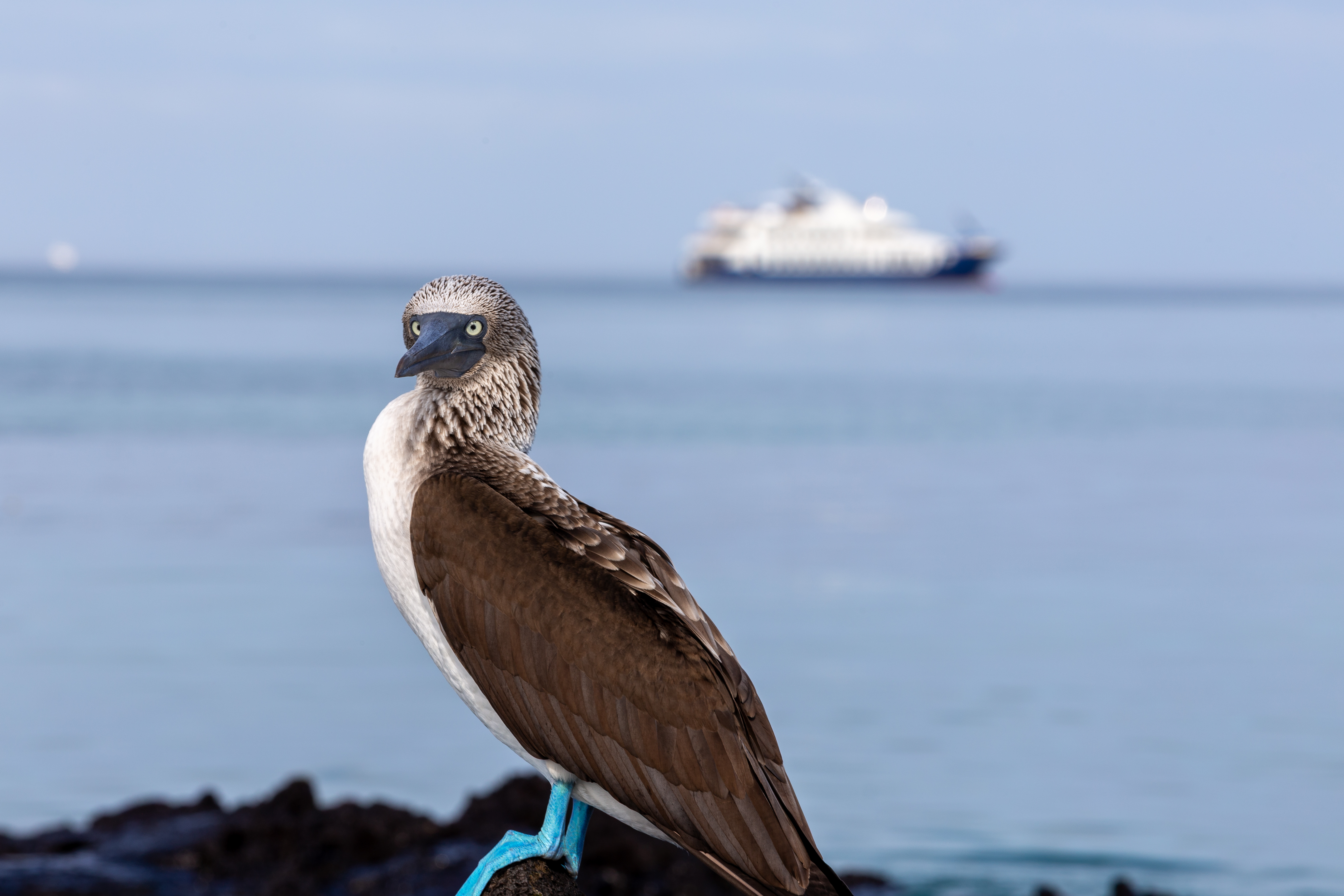 Blue-footed booby in the foreground with a small expedition ship anchored behind it