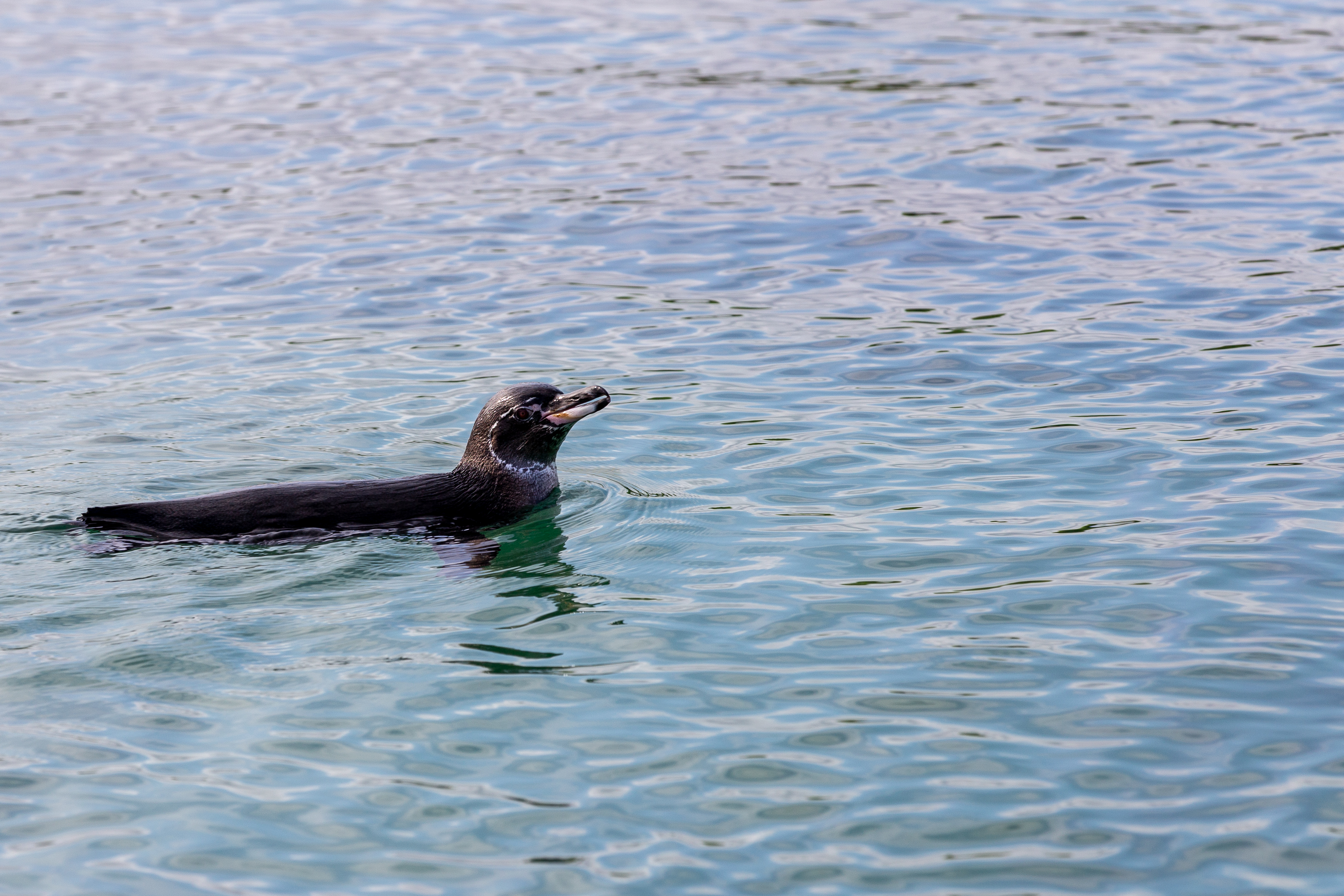 Galapagos penguin swimming at the surface of clear blue water