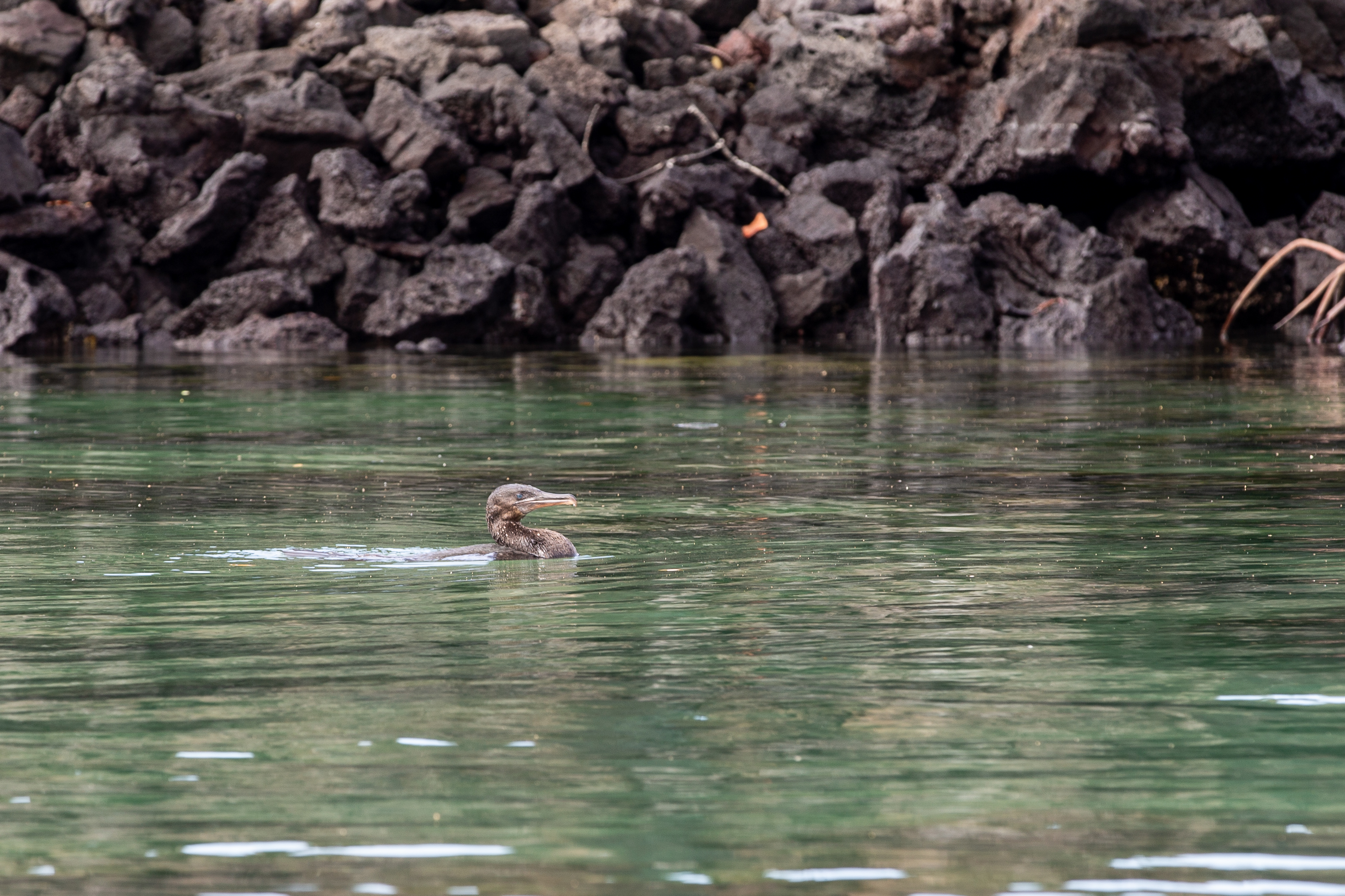 Dark cormorant swimming low in green water near a lava shoreline