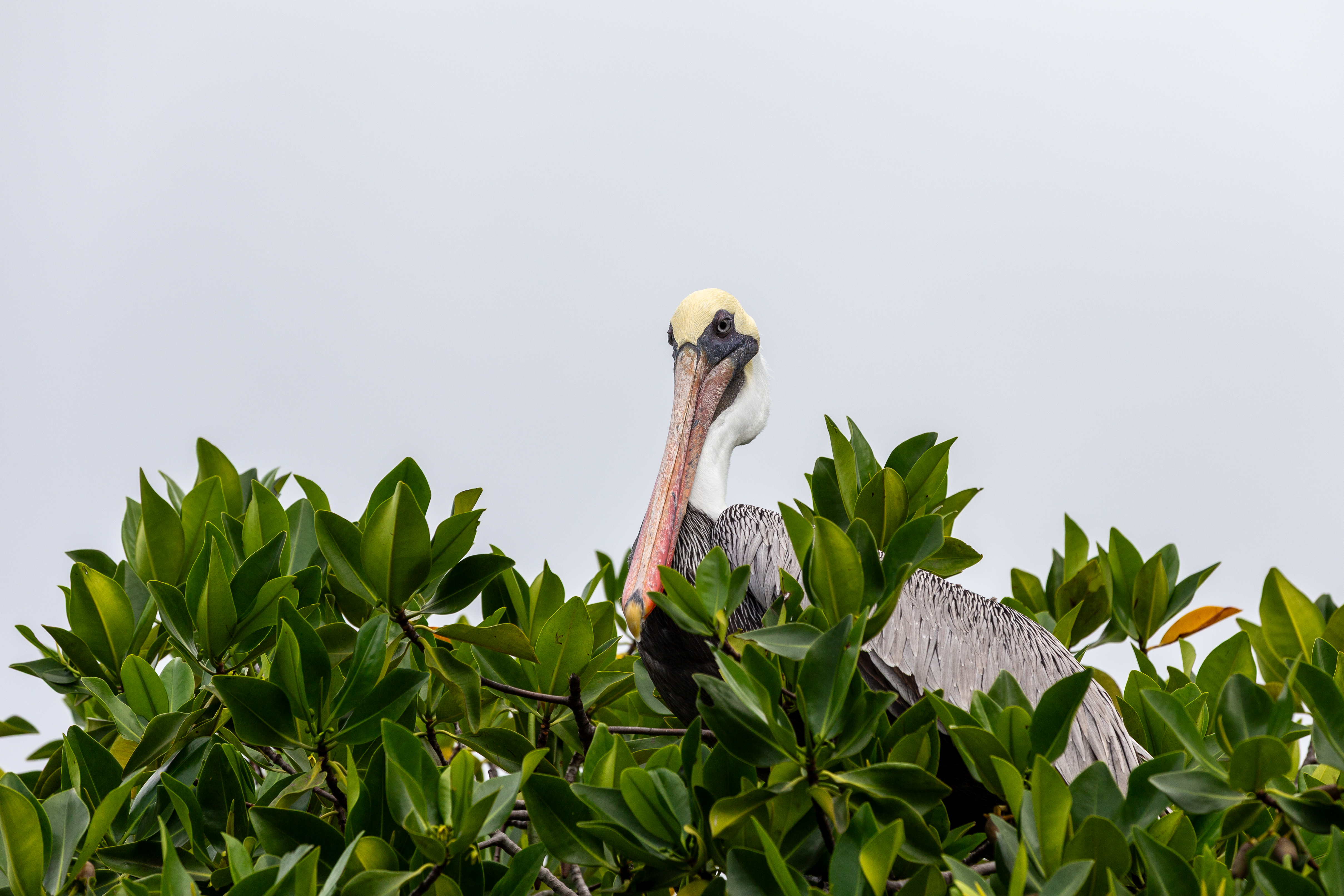 Brown pelican peeking over green mangrove leaves
