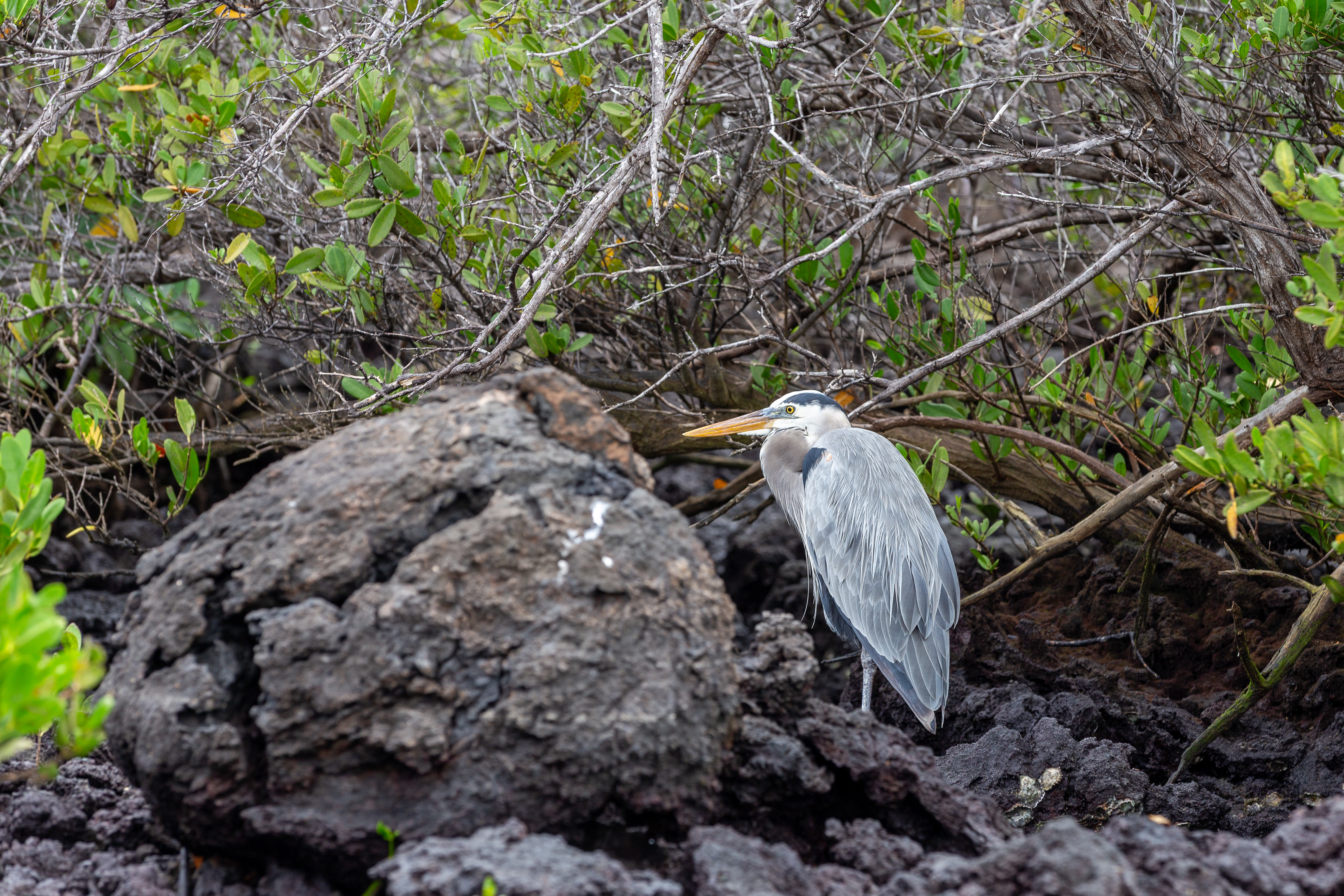 Great blue heron standing on lava rock among mangrove branches