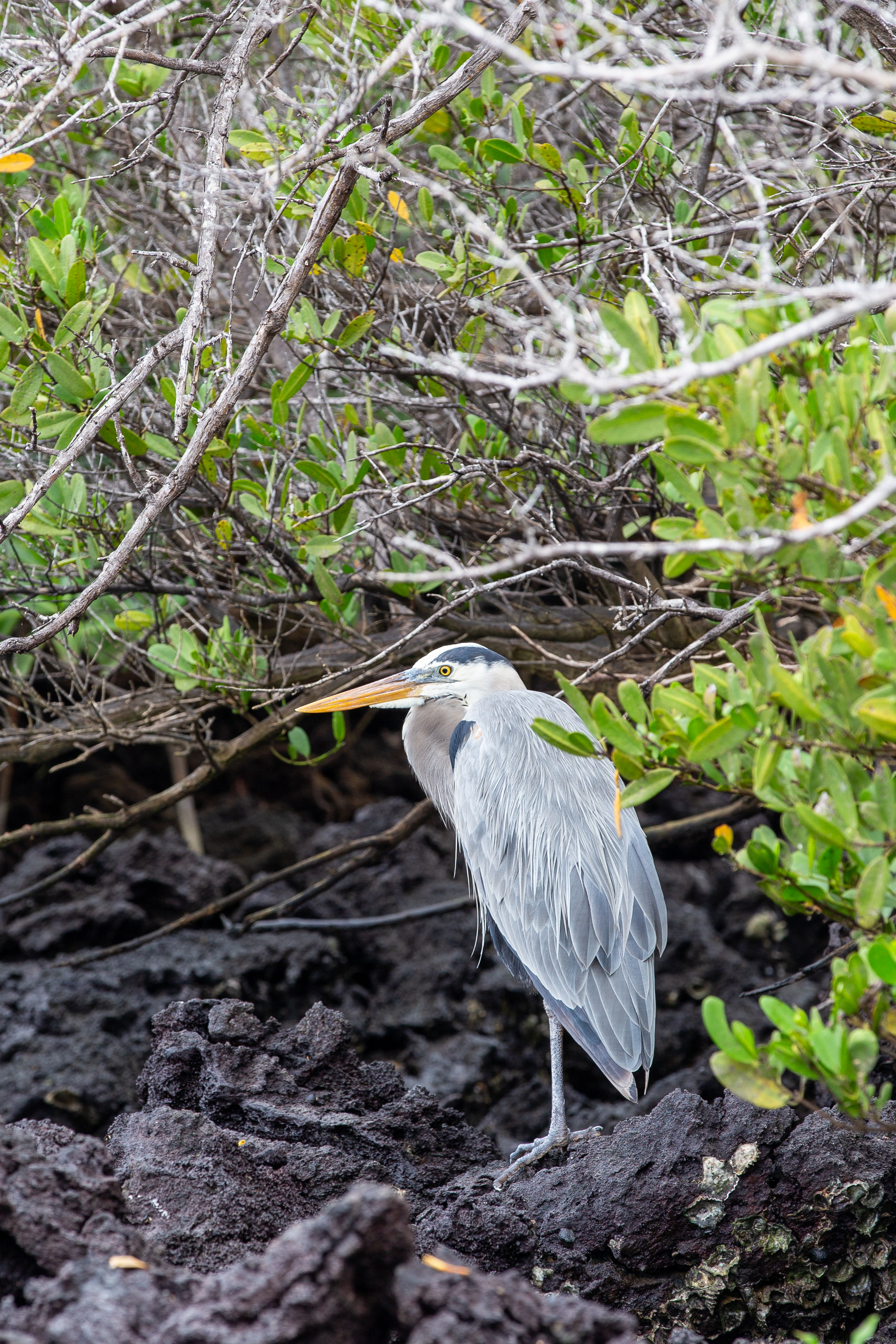 Great blue heron standing in the shade of mangrove branches