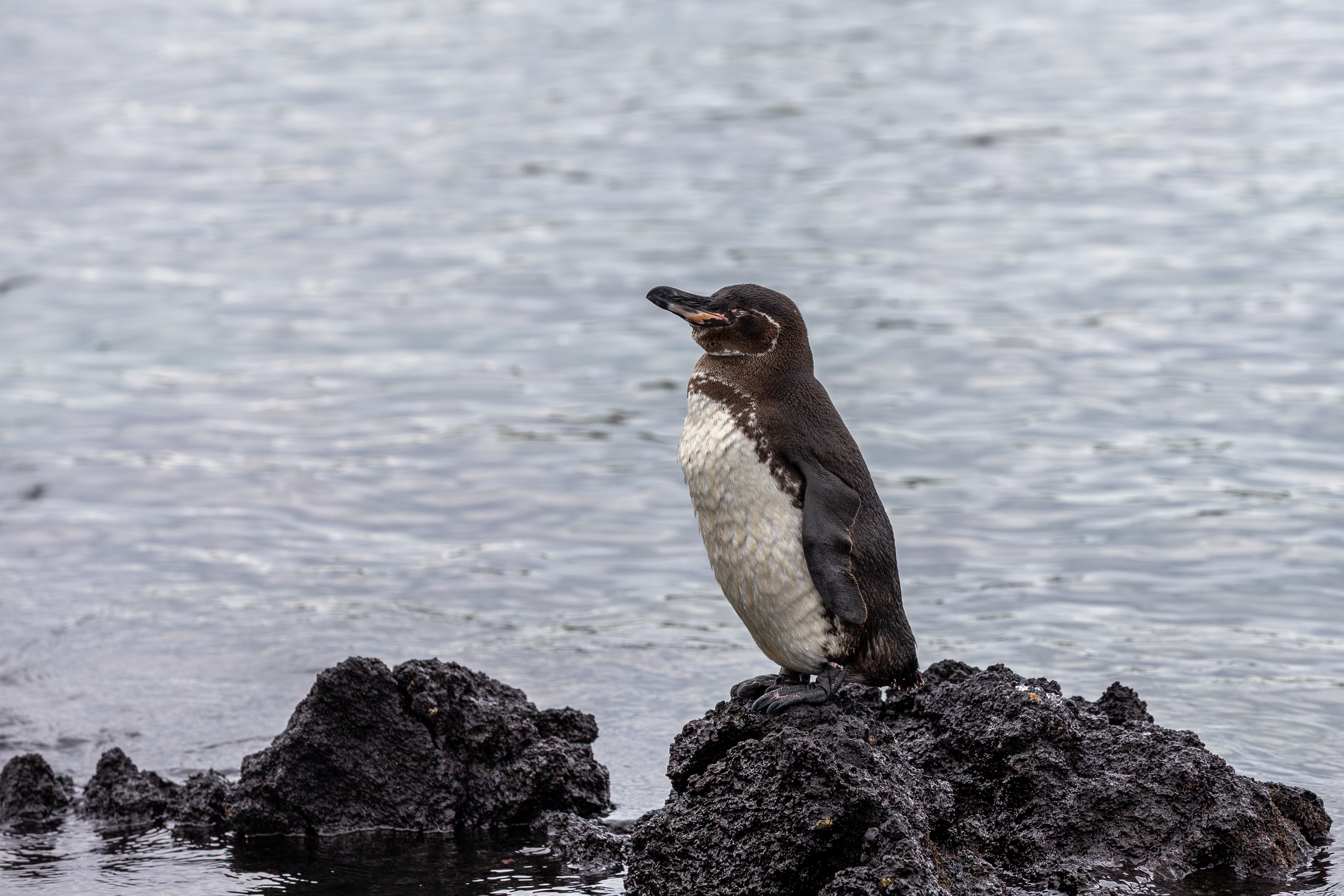 Galapagos penguin standing on black lava rock beside the water