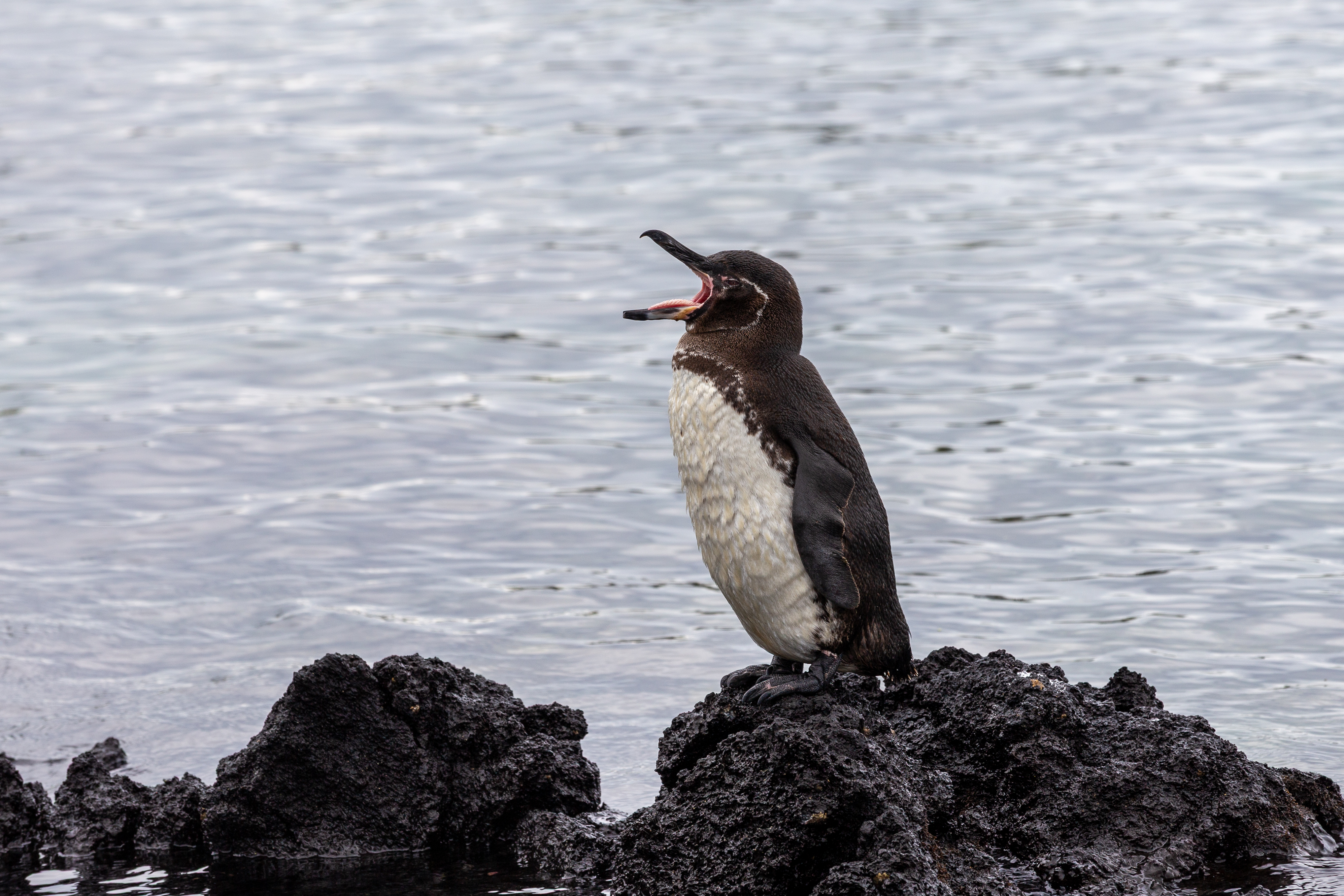 Galapagos penguin on a rock with its beak wide open