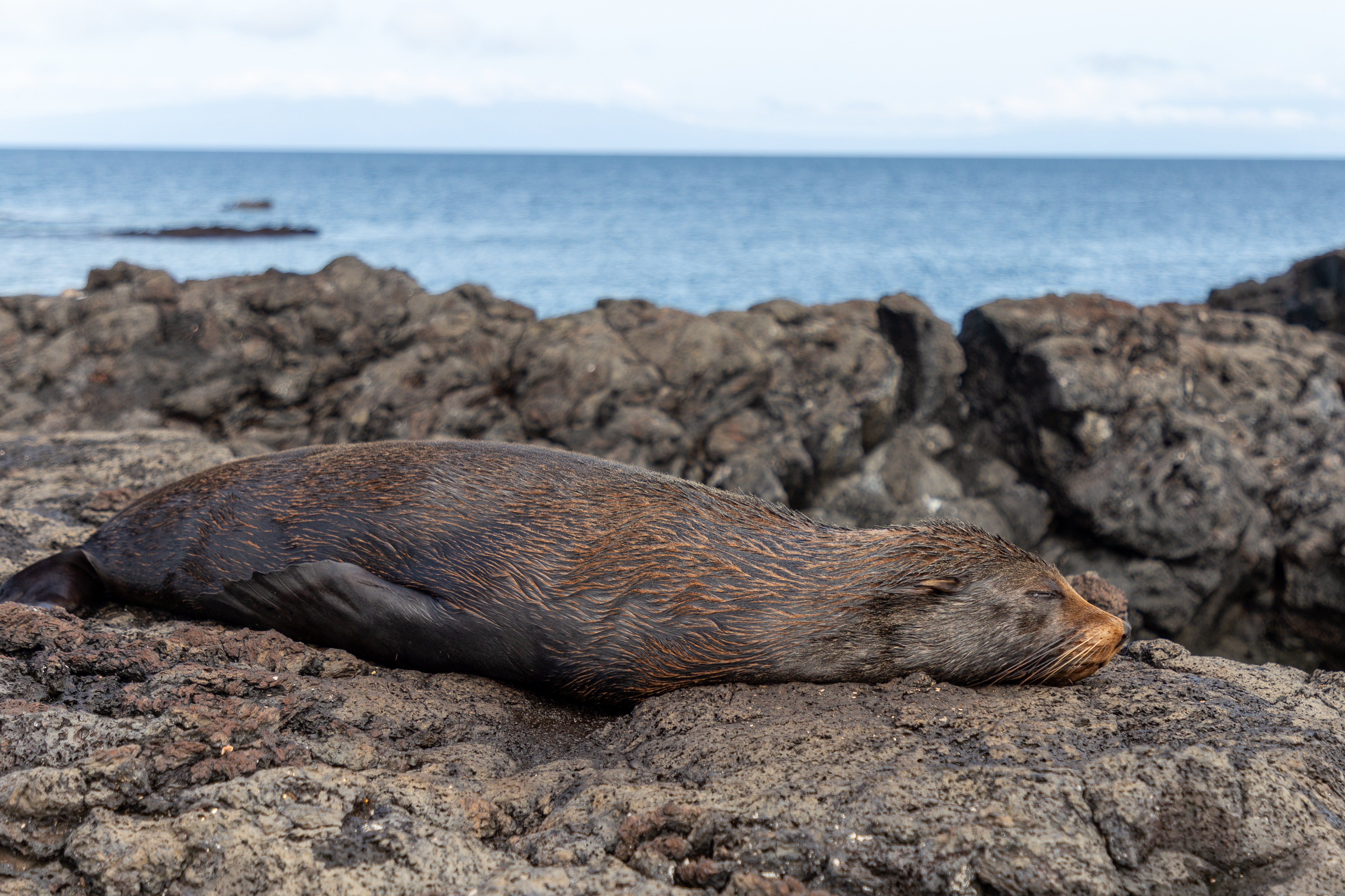 Fur seal sleeping on a lava rock shelf with the ocean behind it
