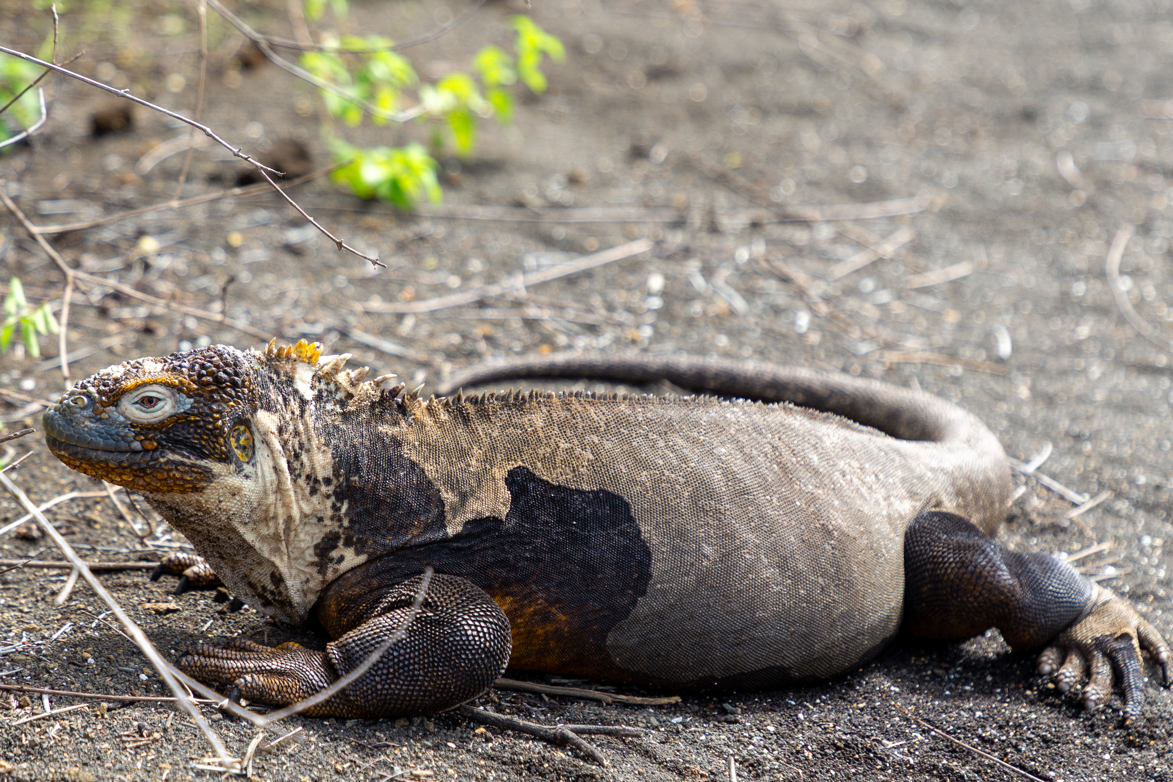 Iguana with patchy, shedding skin resting on black sand