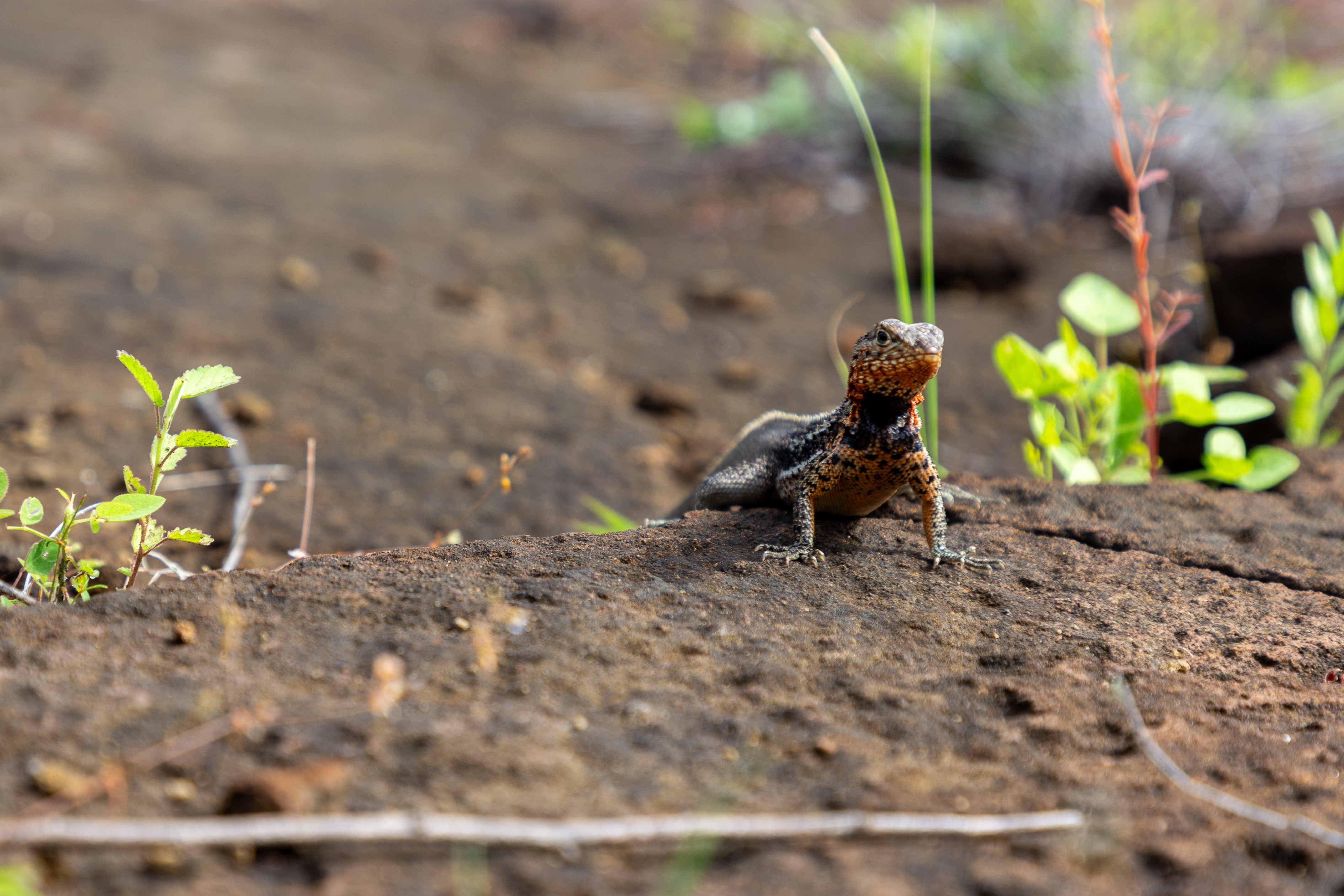 Lava lizard with an orange throat standing on a rock