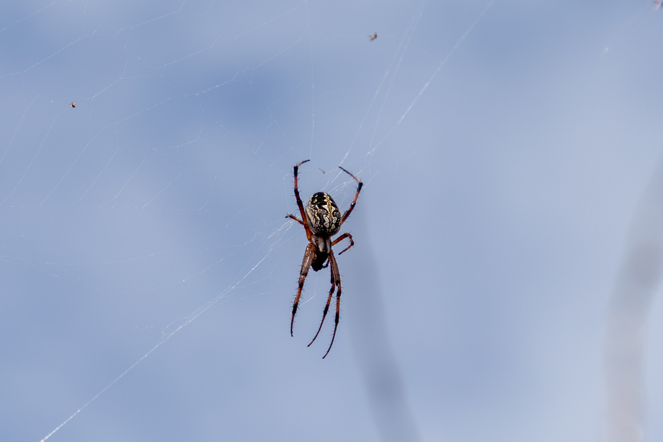 Spider hanging in its web against a soft blue background