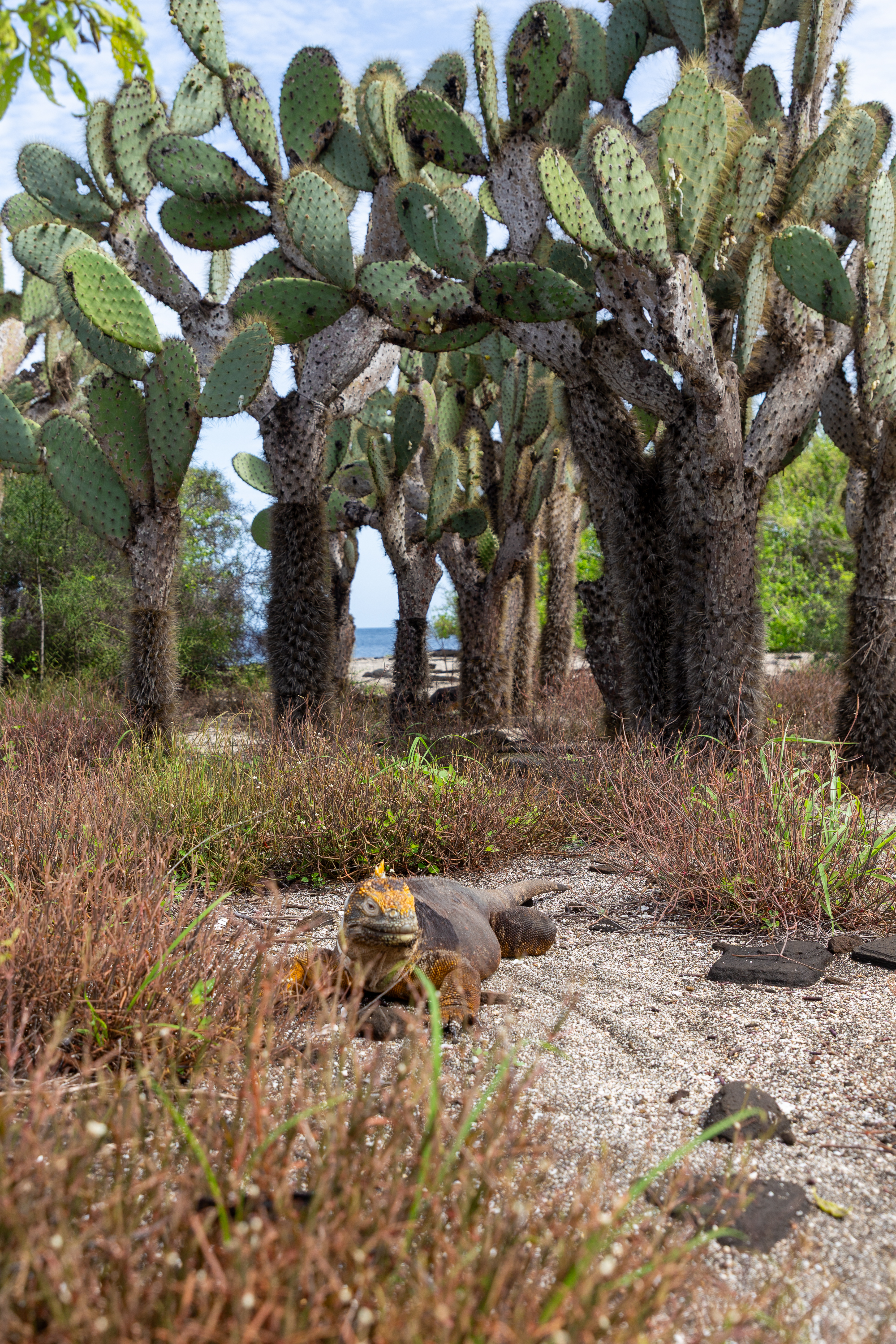 Land iguana resting in dry grass beneath a grove of tall prickly pear cactus