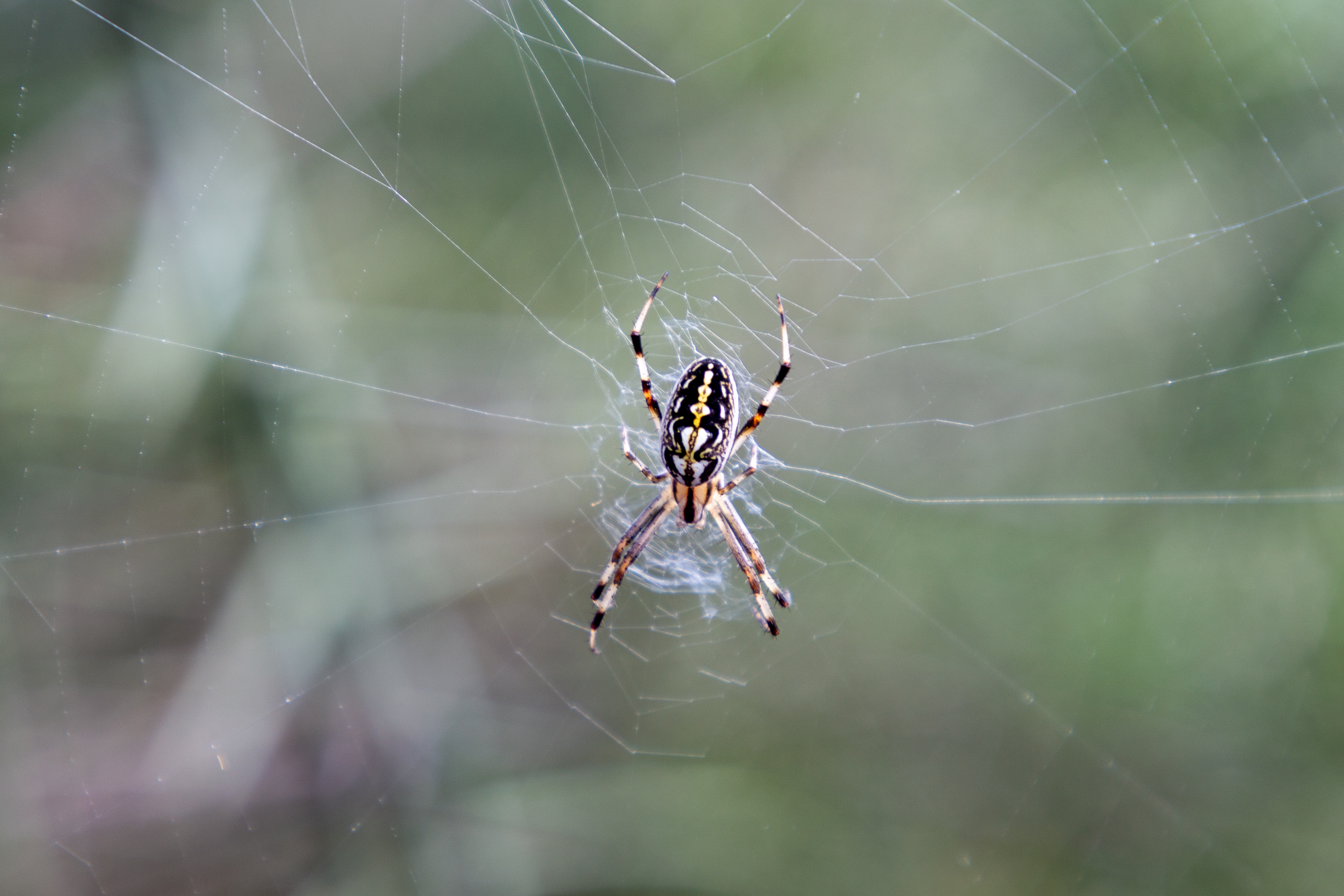 Striped spider at the center of a web with a green blurred background