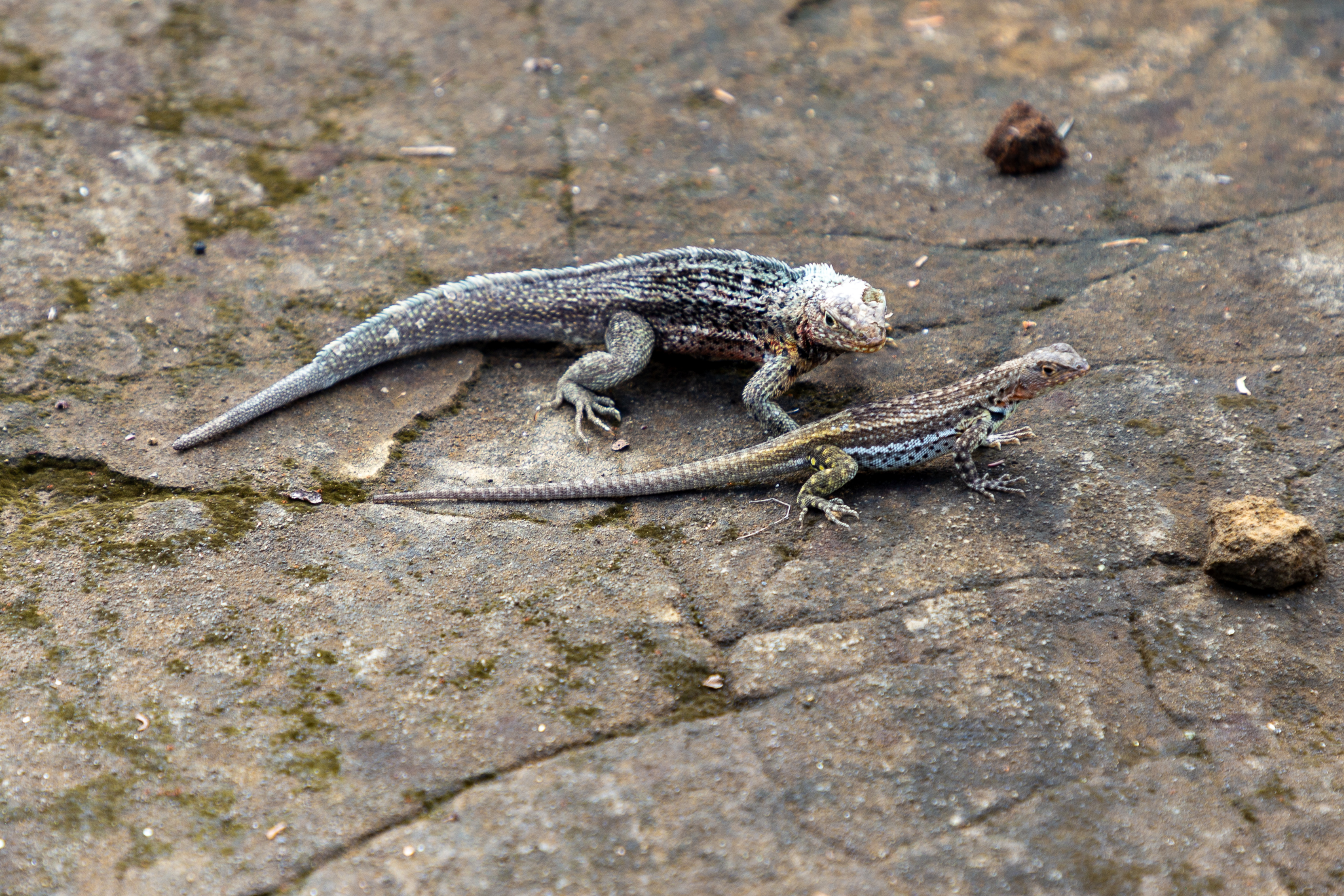 Two lava lizards facing each other on a flat rock