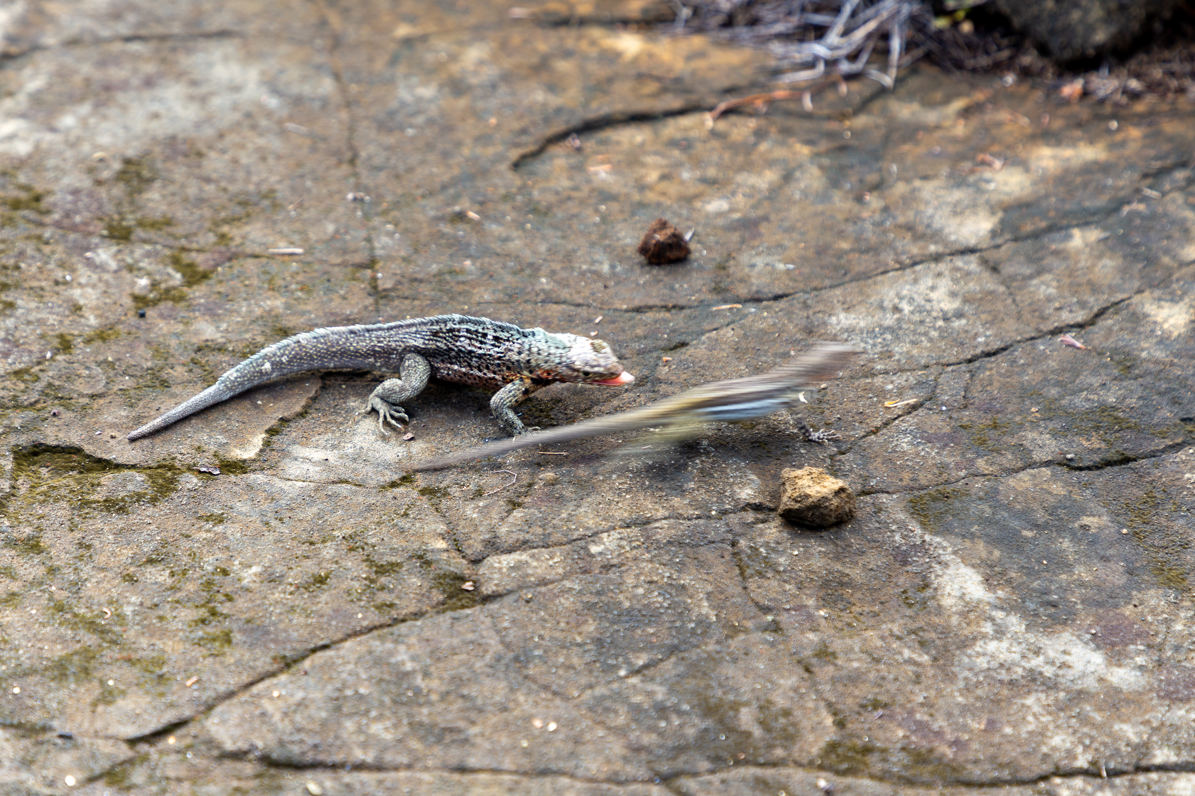 One lava lizard sits still while the other is a blur of motion