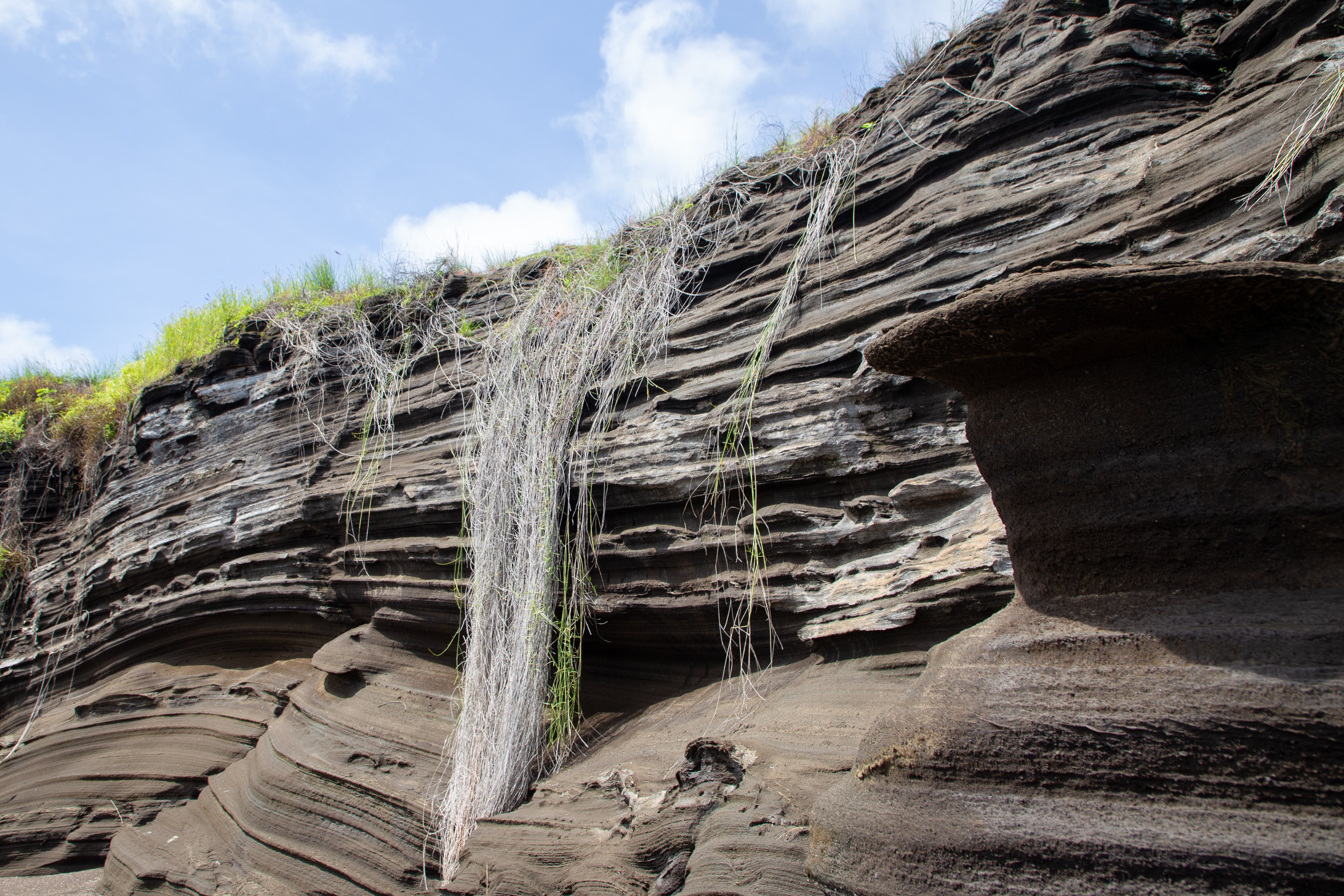 Layered volcanic tuff cliff with pale roots and grass hanging down its face