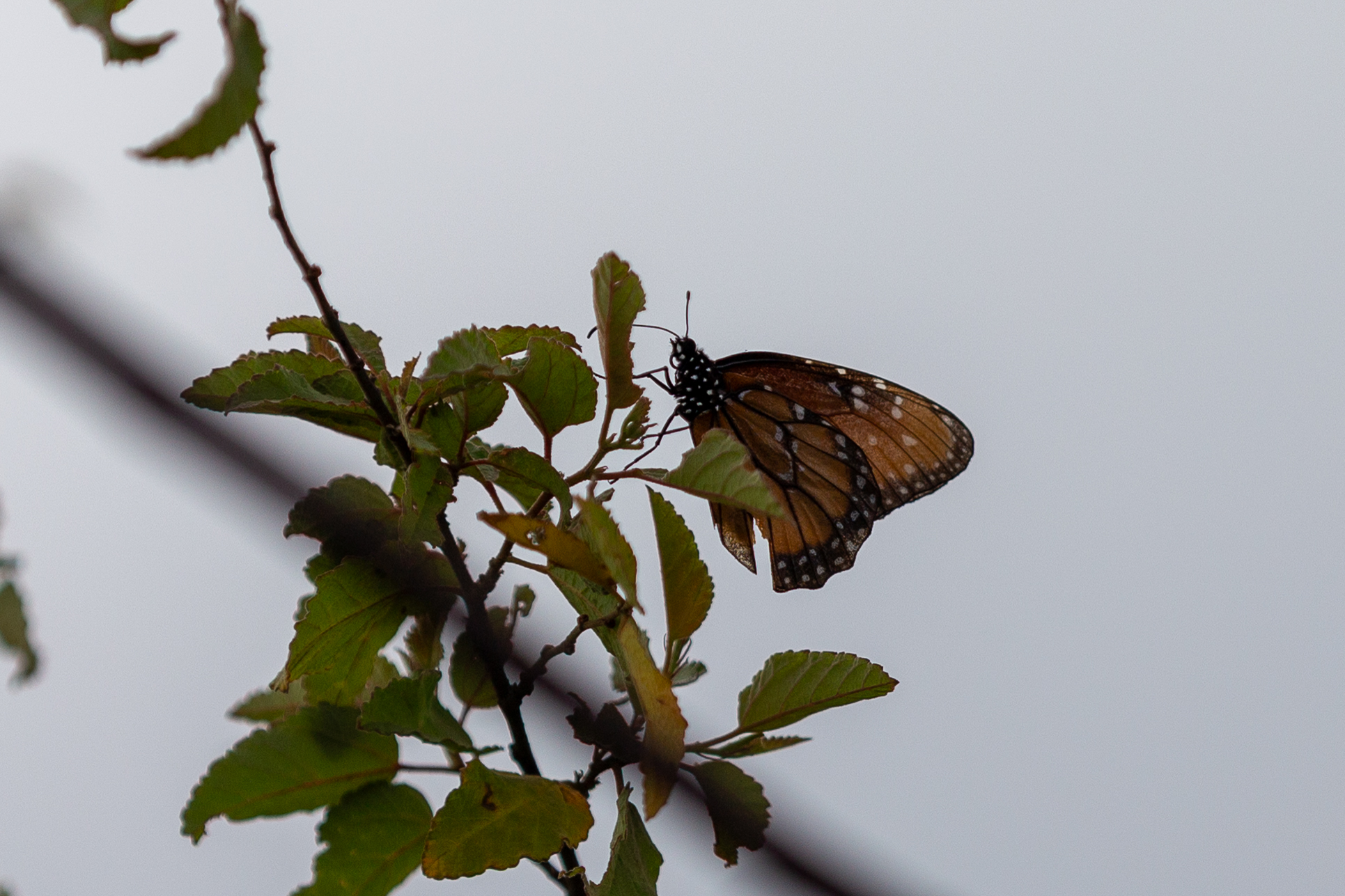 Orange butterfly with white spots perched on leaves
