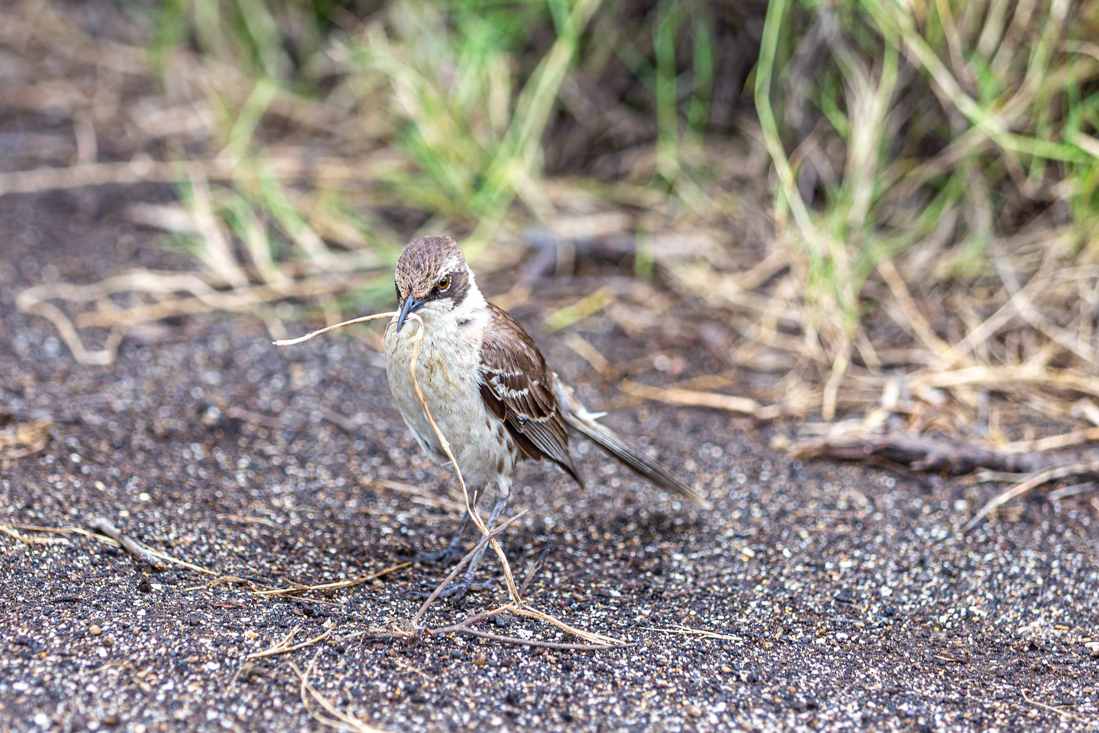Mockingbird carrying a long dry grass stem across dark gravel