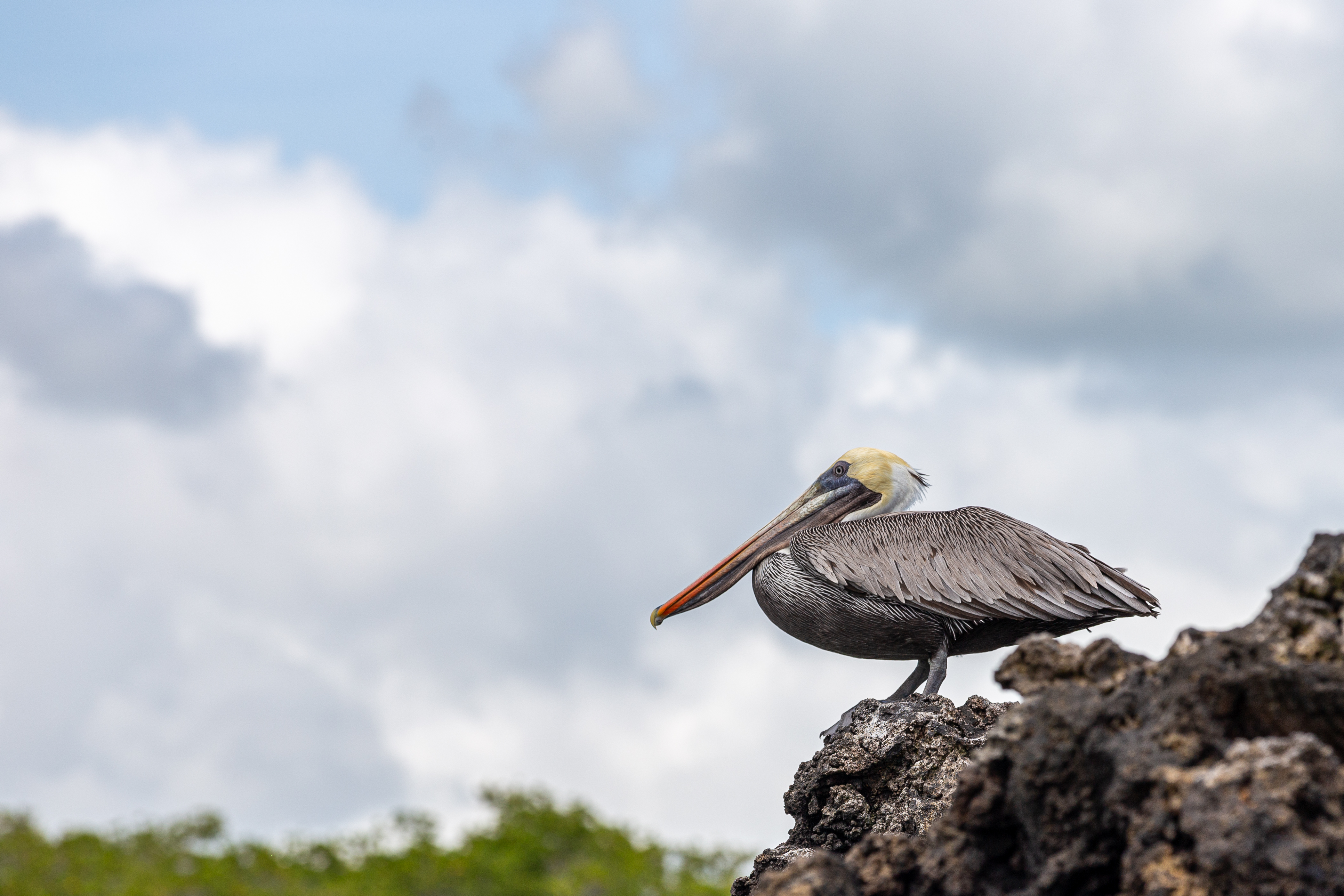 Brown pelican perched on a lava rock with clouds behind it