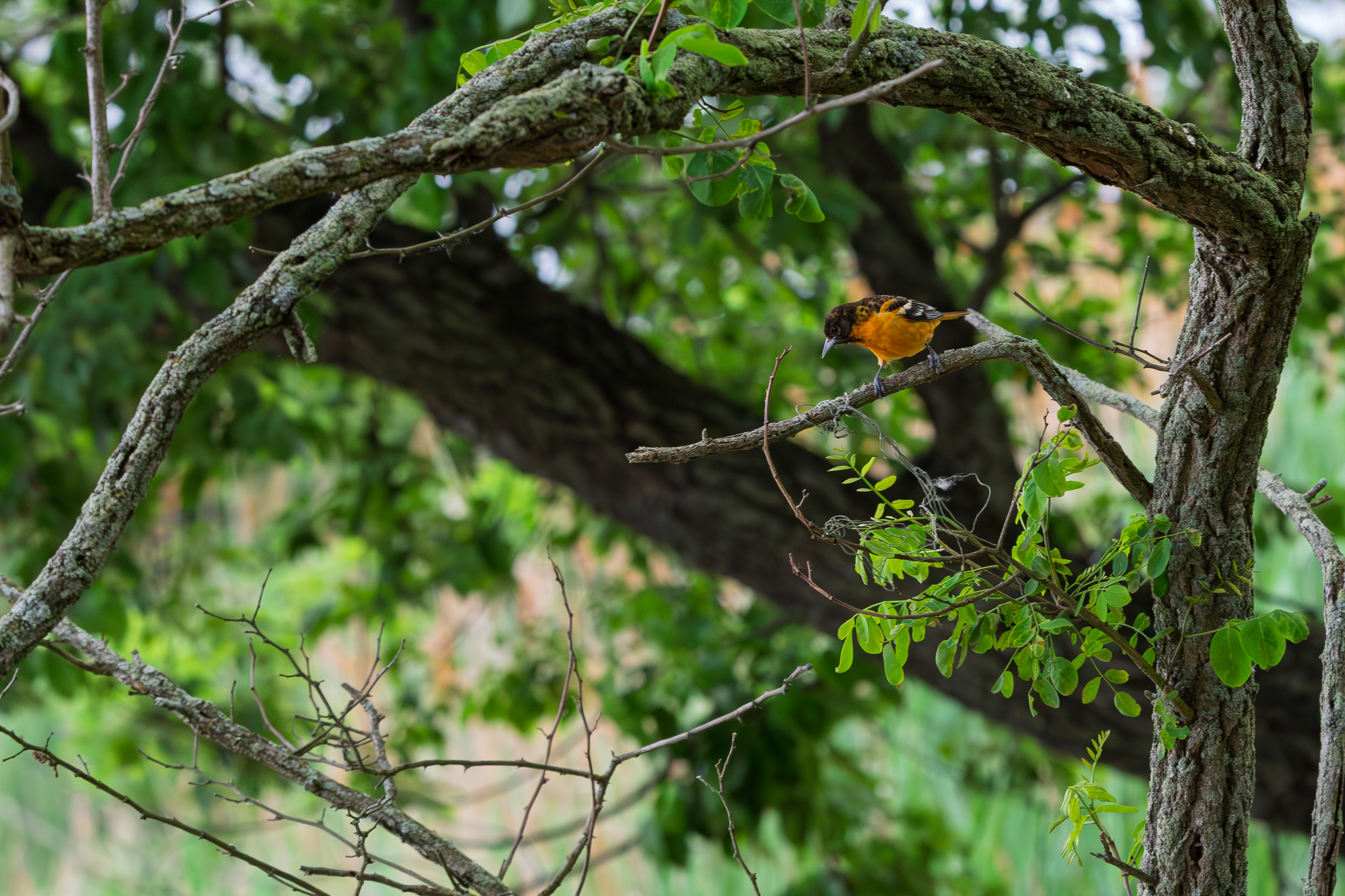 Orange and black oriole perched on a branch among green leaves