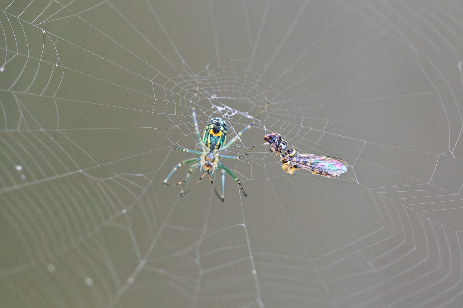 Green and yellow spider in a dewy web beside a captured insect