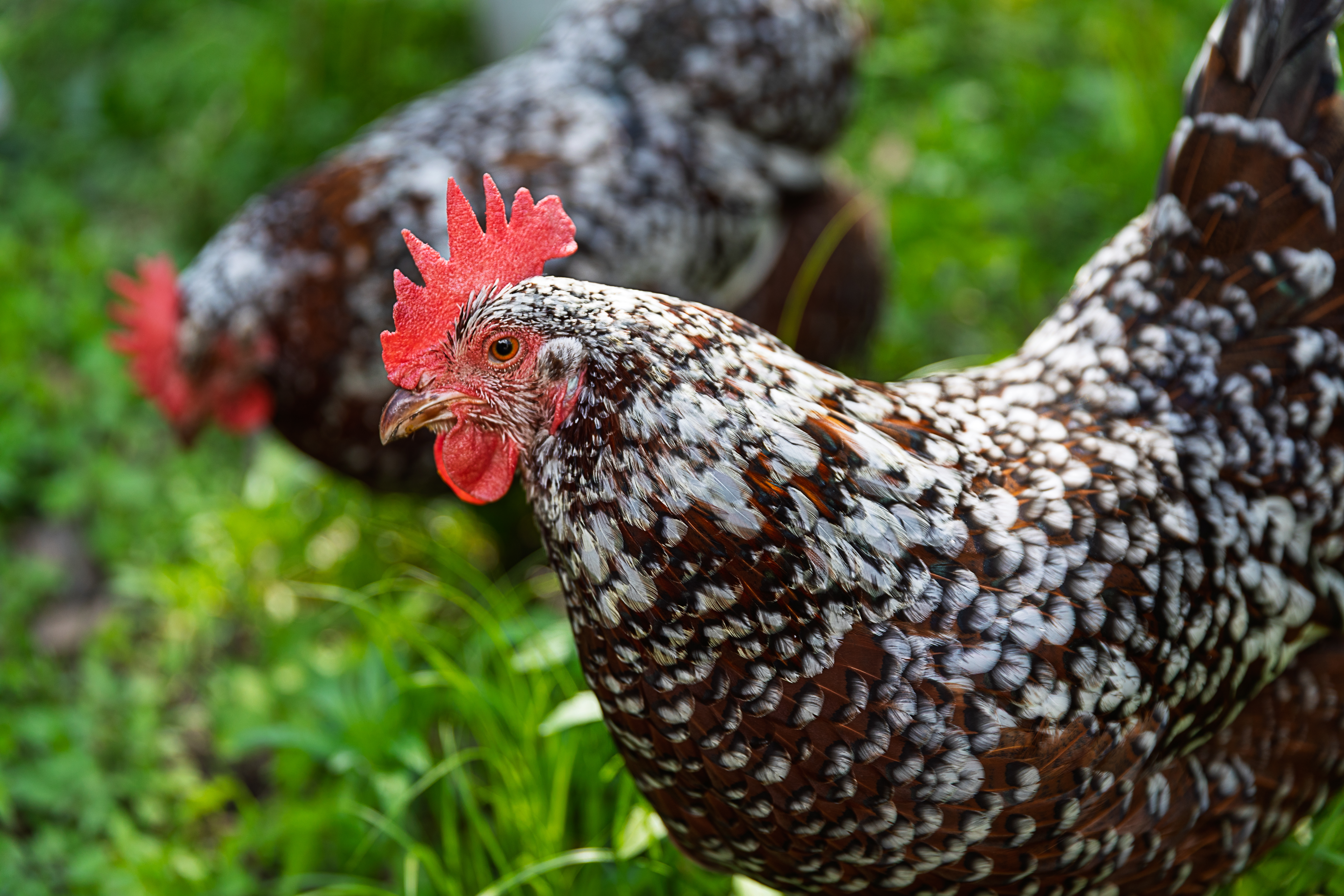 Speckled brown and white hen foraging in the grass with another hen behind it