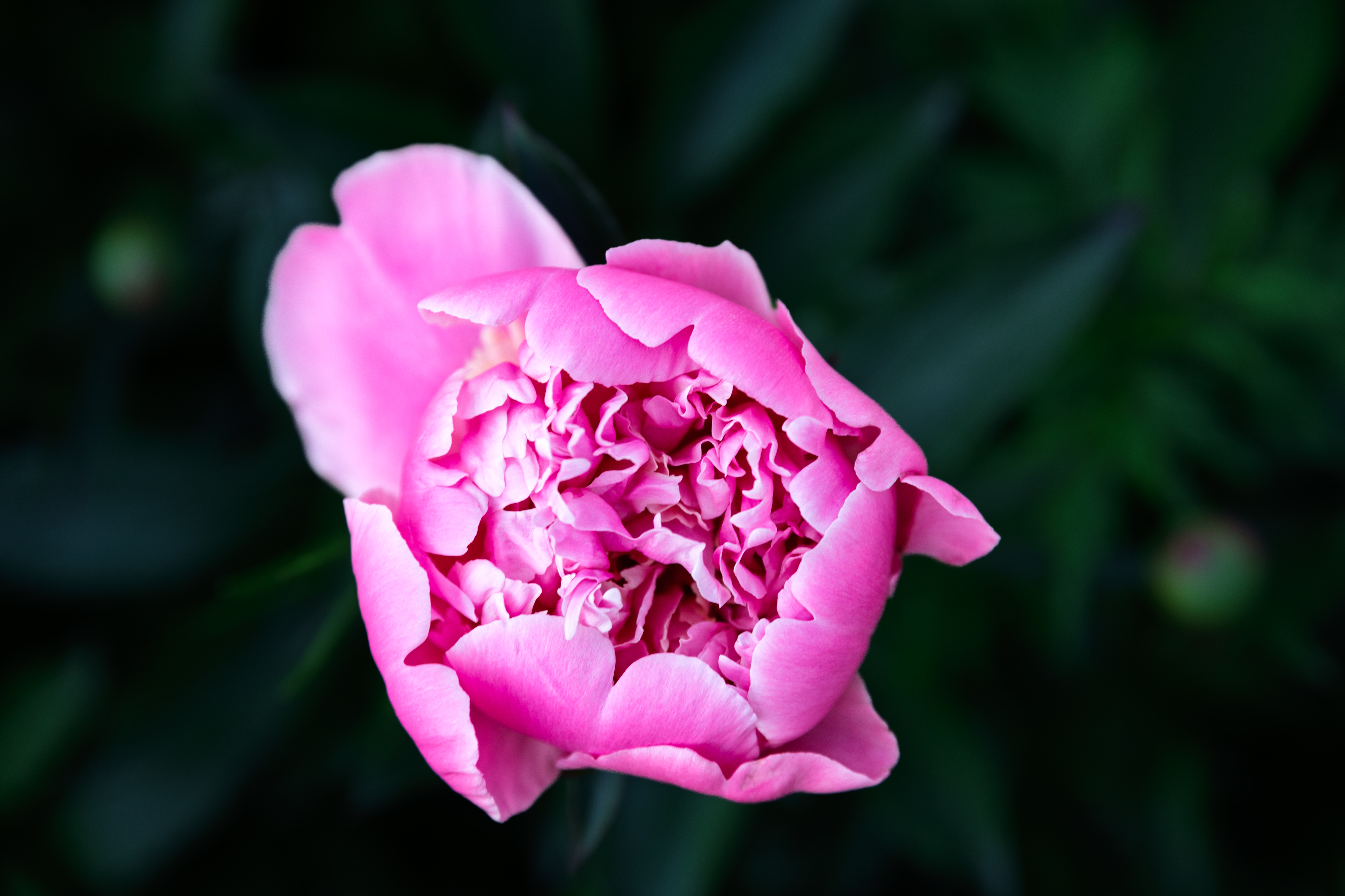 Pink peony blossom against a dark green background