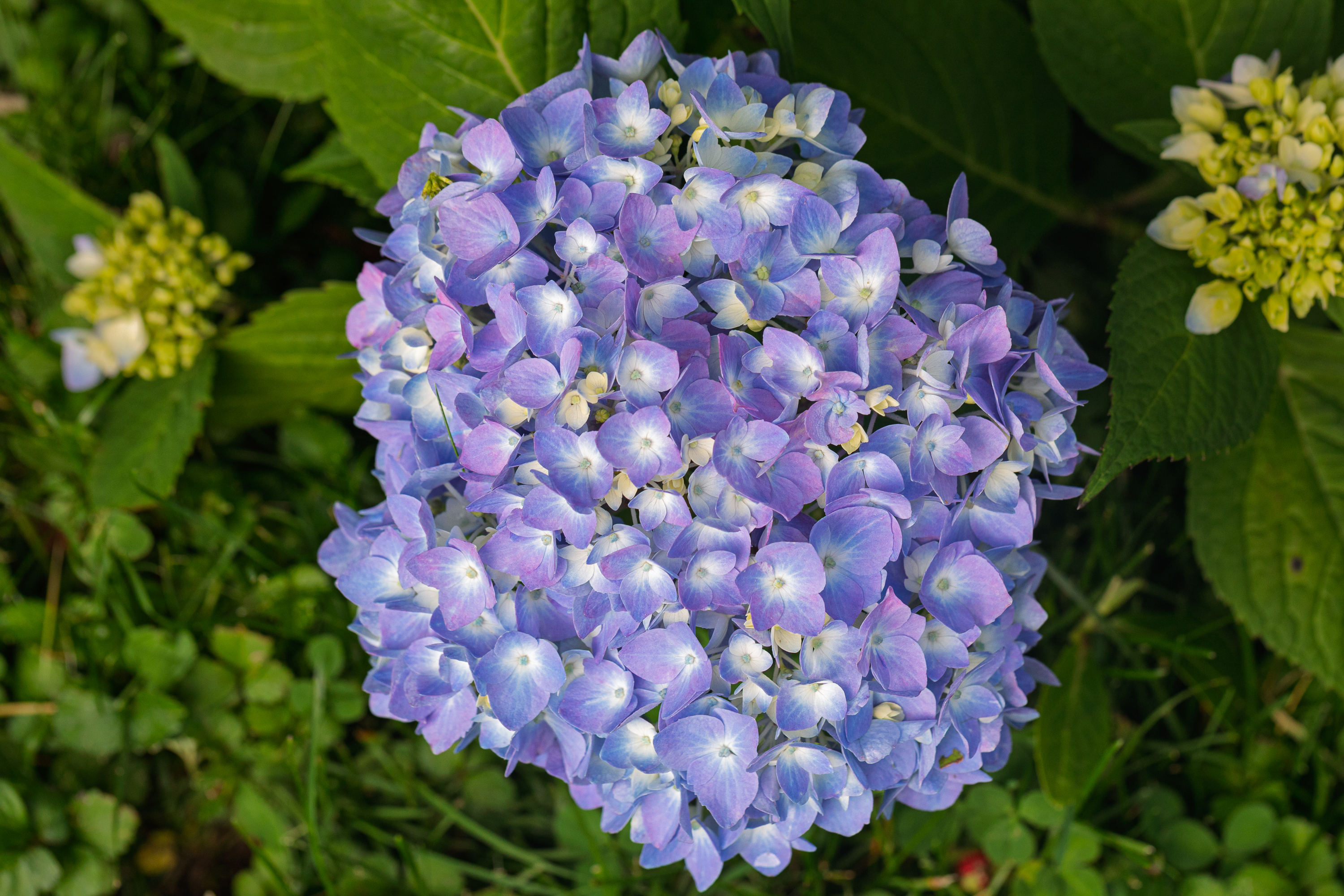 Cluster of lavender hydrangea flowers surrounded by green leaves