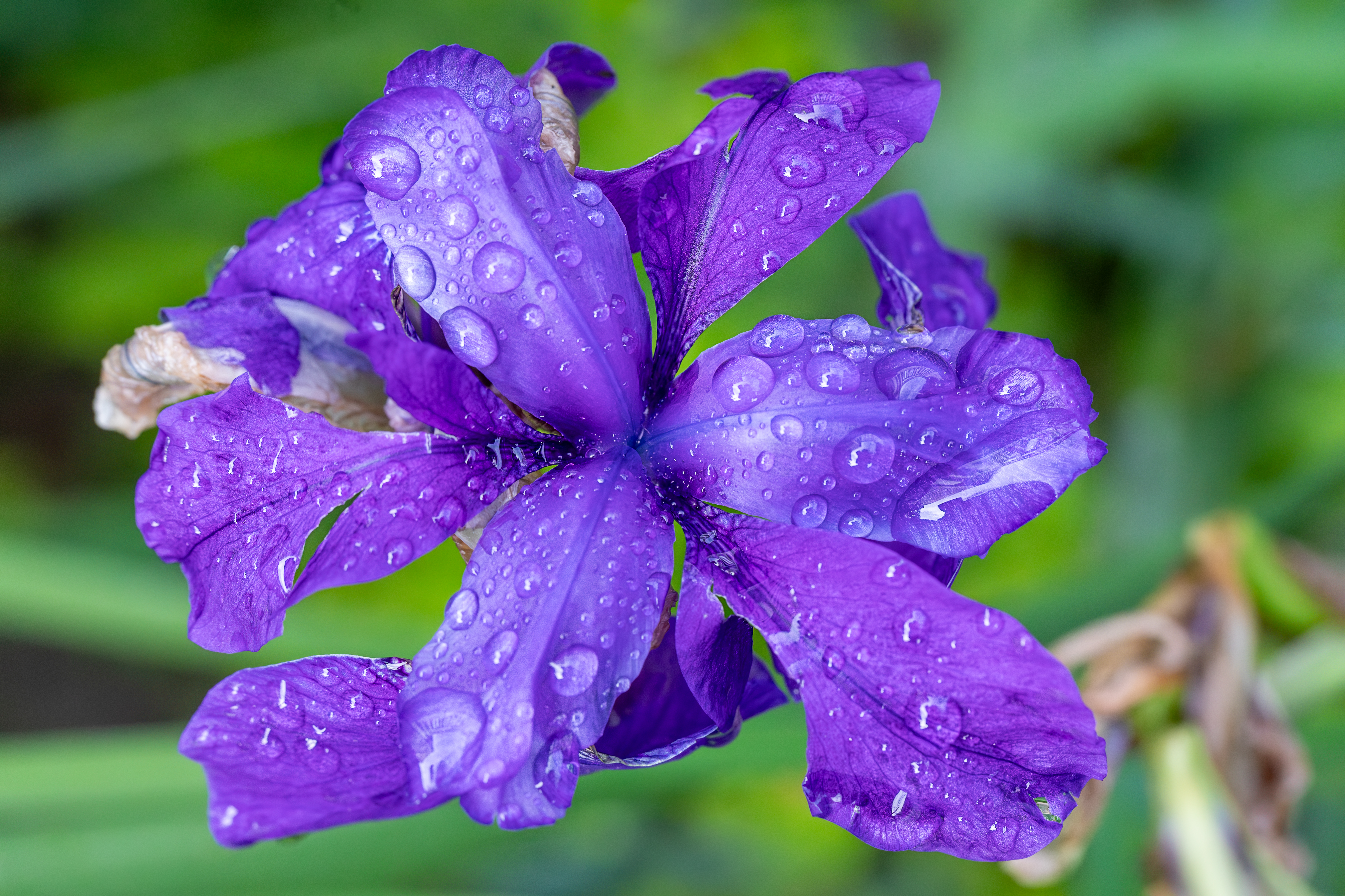 Purple iris covered in raindrops against a green background